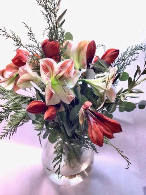 Peppermint Swirl - A sweet combination of our most fragrant stems including cedar, olive, eucalyptus, swirled with a varity of long-lasting seasonal amaryllis flowers.  Small $95  Large $150  Or add a thick, bulbous Polish glass vase $60