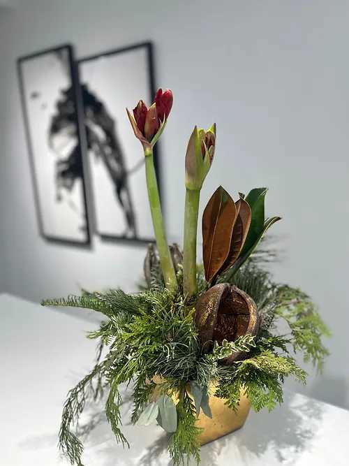 Potted Holiday Amaryllis - Gold ceramic pot dressed with fragrant holiday greens wrapped around a single premium amaryllis bulb. Each bulb should yield two to three long lasting stem producing four to five flowers each. That’s months of giving y’all!