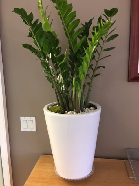 ZZ  Plant  - This beautiful ZeeZee Plant tolerates low light and very low maintenance. It is sometimes called Eternity Plant because it is so long lasting. It is Great as a House Warming Gift or for office decor. (glass saucer not included)