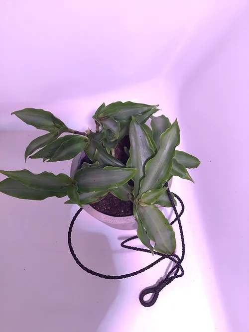 Tradescantia - A classic mid to low light easy to maintain house plant. It is a vine and best grown in a hanging pot. If you would like a unique decorative pot please review our offerings in the Ceramics section from our drop down menu.     Wondering Jew 4&quot;BASIC GROWER HANGING POT $15