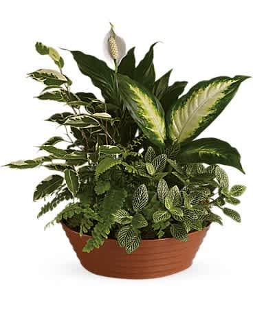 Serene Retreat - White is just right, especially when delivered in a field of green. This beautiful gift is a garden of delights. Perfectly at home inside a home or office, it's a great gift for all reasons and seasons. A white hypoestes is joined by green dieffenbachia, spathipyhllum, ficus and Boston fern that's delivered in a beautiful plastic dish.
