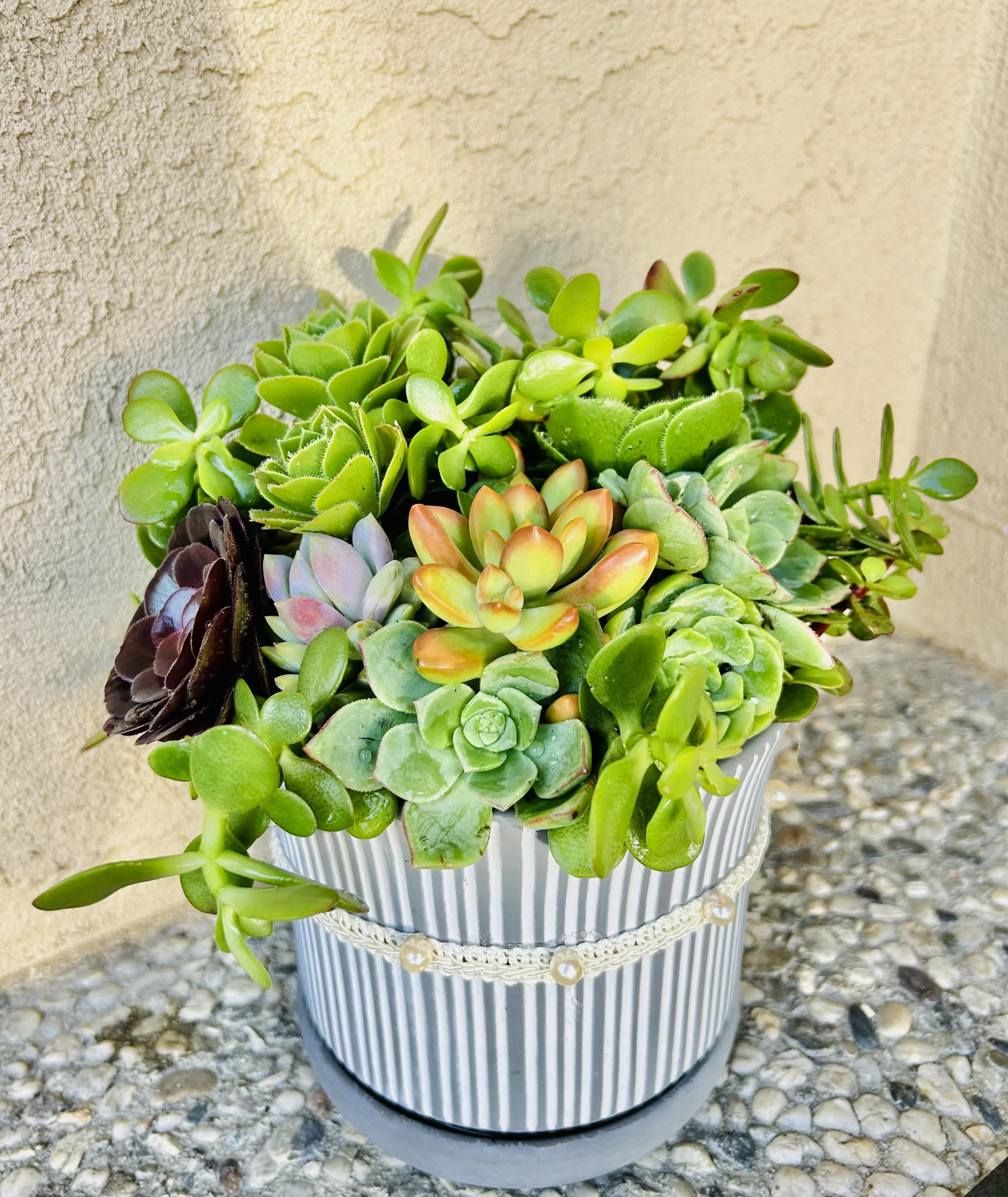 Fresh Succulent Mix - Beautiful arrangement of various succulent varieties