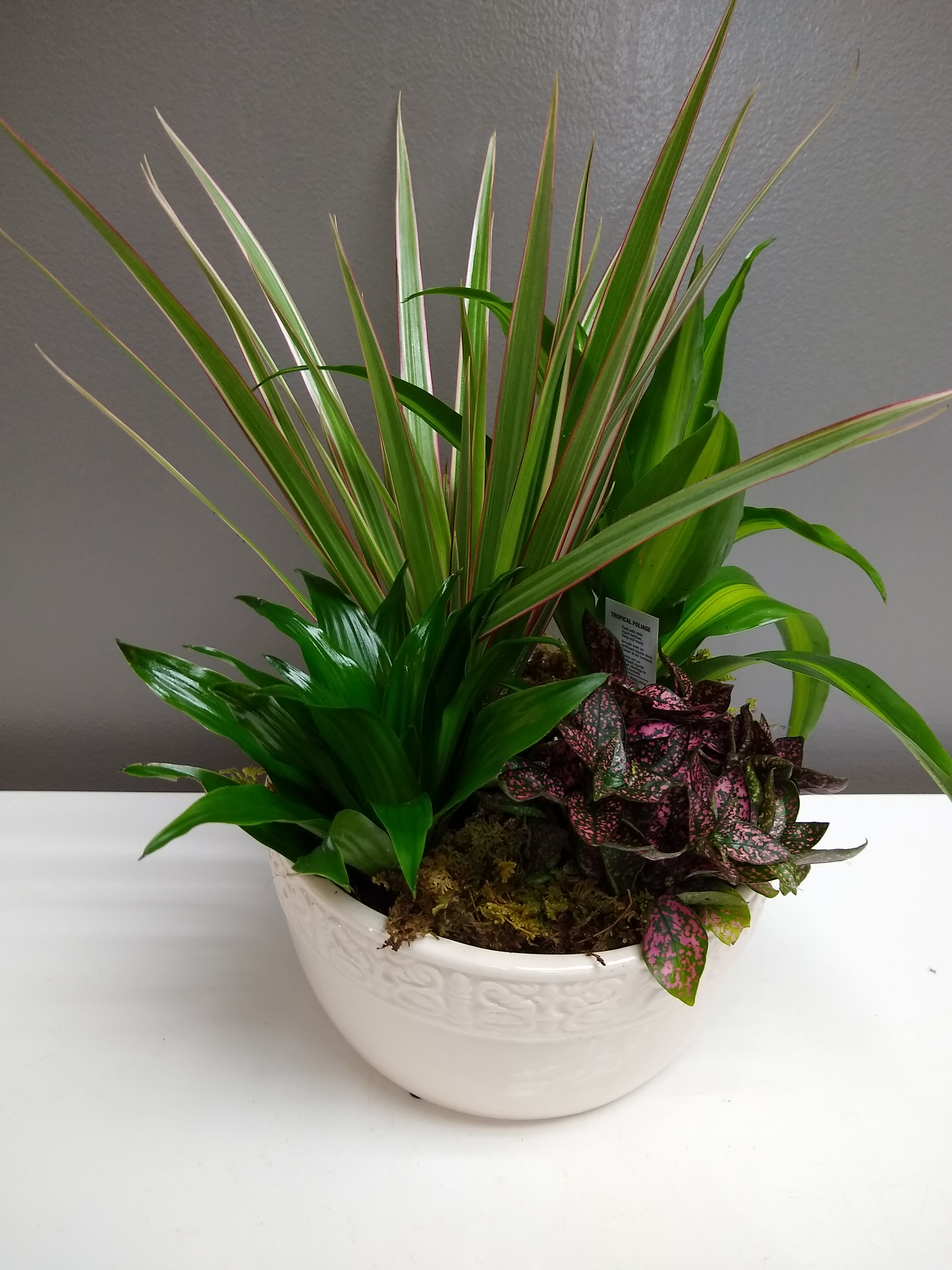 Medium Dish Garden - This low bowl filled with living plants will also carry comfort and compassion for many months to come. Perfect to send to the home or service. 