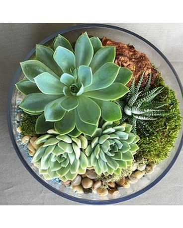 Desert Escape - Succulents Desert Escape - Succulents - Mix of gorgeous succulents in a low glass container. Product ID: DF-1247