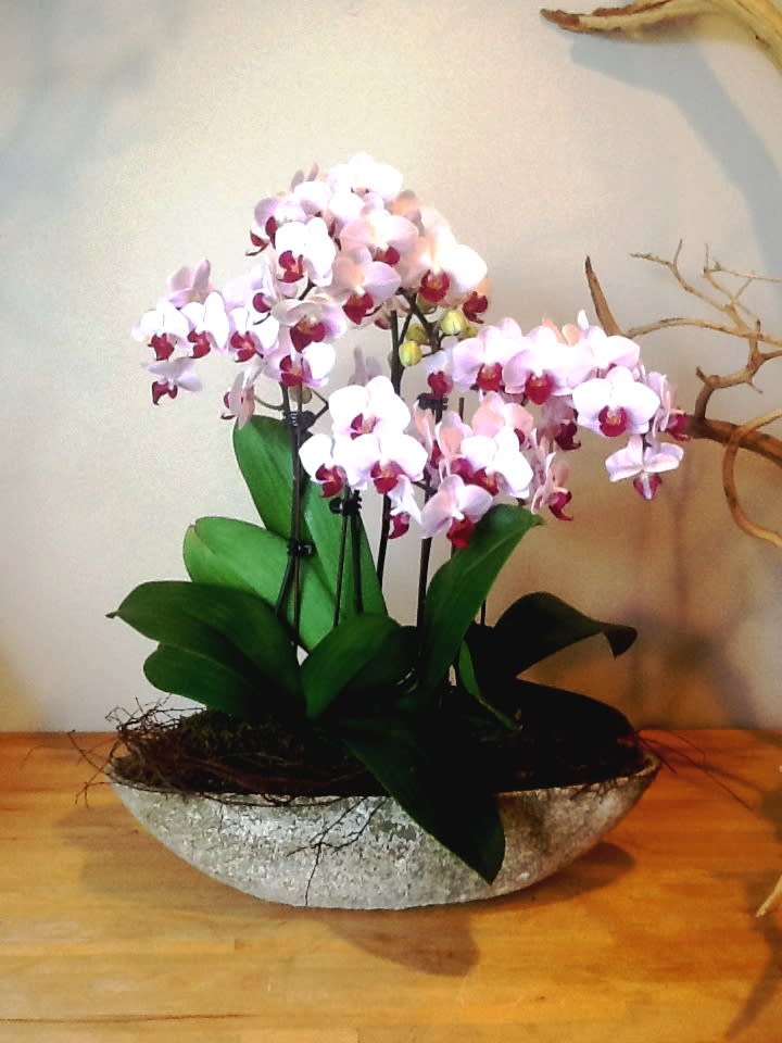 For Ever Love - Mini orchids arrangement.