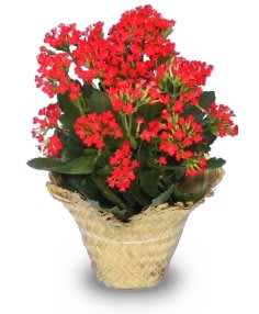 FLOWERING KALANCHOE FLOWERING KALANCHOE - Send a cheerful greeting with a blooming plant that's easy to care for. Kalanchoe is a gardening favorite, indoors or out! (Color may vary)