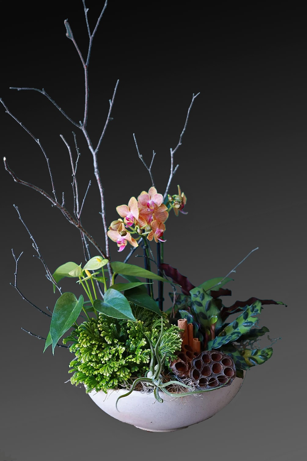 Orchid garden - orchid plant and succulent The color of the orchids can be chosen by customer (purple, white or pink)