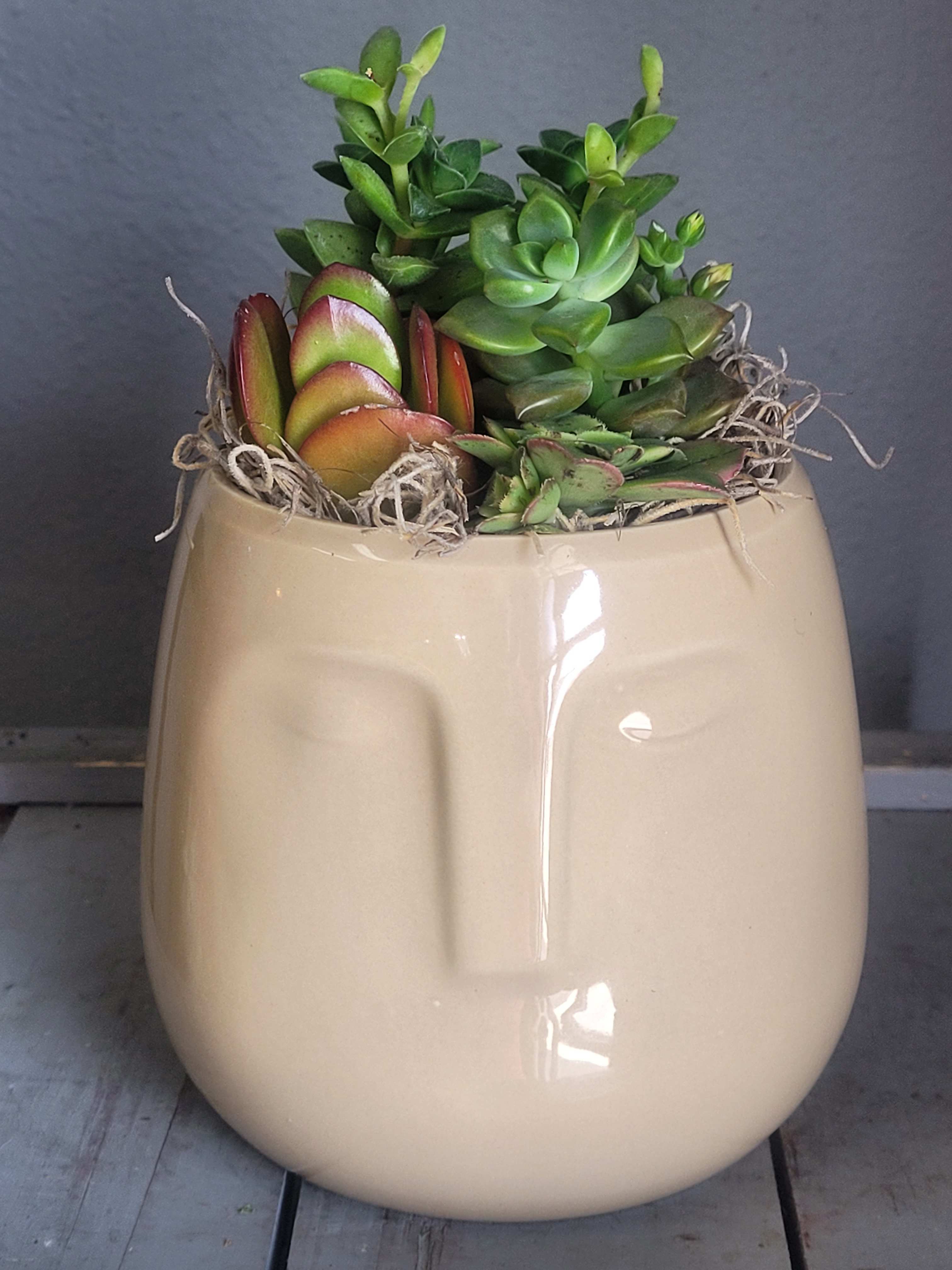 Awesome Face - This ceramic face is planted with hardy succulents and would be ideal on a porch, patio or garden. It has a drainage hole too.