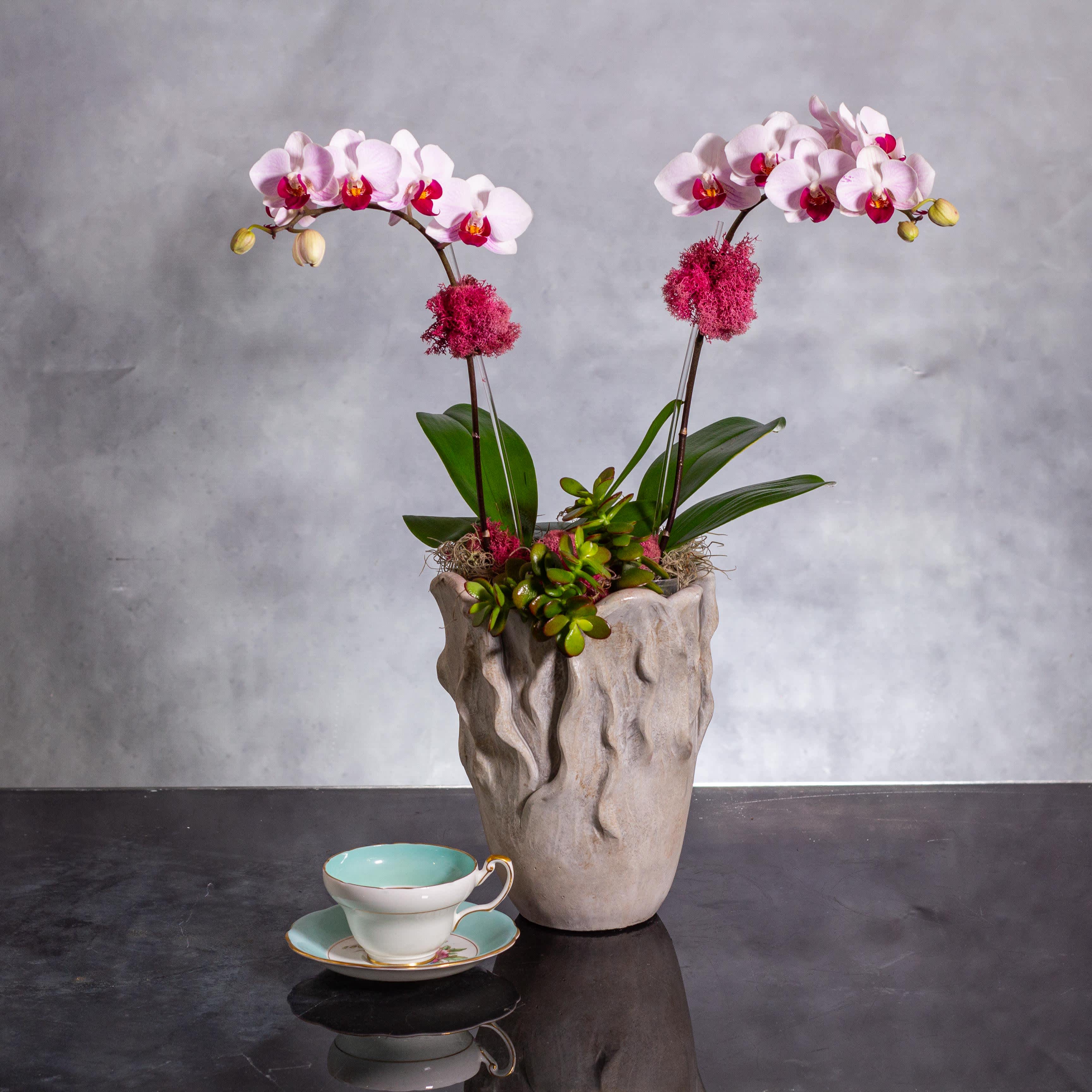 Botanical Elegance - Orchid Duo in Ceramic Splendor  - Pasadena Florist - Immerse yourself in the natural beauty of our exquisite floral arrangement featuring two medium-sized orchids lovingly displayed in a stunning ceramic vase, standing at approximately 11 inches tall. Enhancing the charm of the orchids, the arrangement includes delicate moss succulents that add a touch of freshness and vibrancy to the display. Complemented by decorative moss accents, this arrangement exudes a harmonious blend of elegance and nature's grace. Perfect for bringing a sense of tranquility and sophistication to any space, this floral creation is a true masterpiece that captures the essence of botanical beauty.