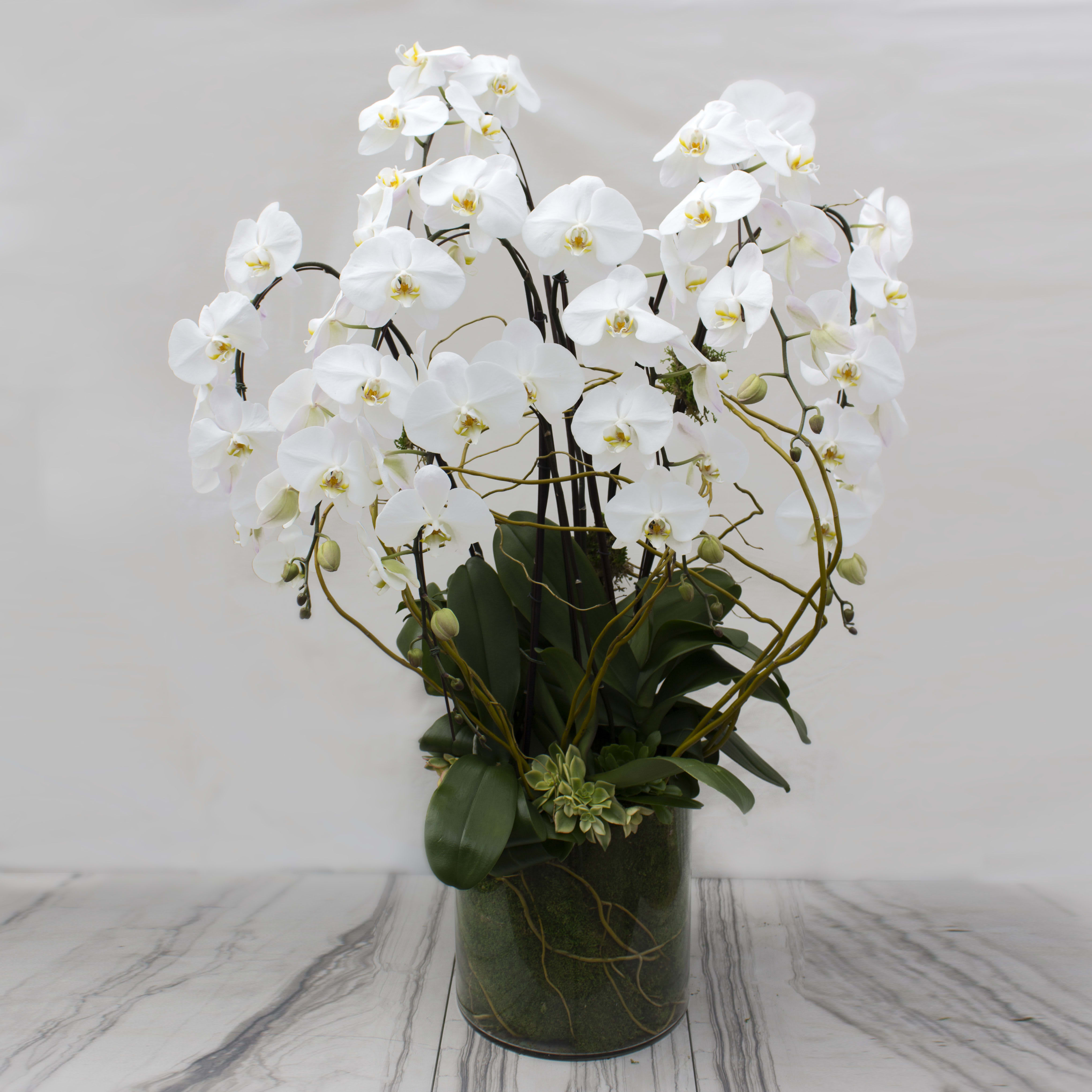 Ms. Bey - Pasadena Florist  - Delicate blooms of 5 cascading Orchids with assorted Succulents and Moss potted  in a glass container. The graceful beauty adds elegance to any setting, with vibrant green leaves that complement a long, delicate stem and wing-shaped blooms. This will add the perfect elegant touch to any space.  Deluxe: 7 Cascading Orchids  Premium: 10 Cascading Orchids in a wooden container