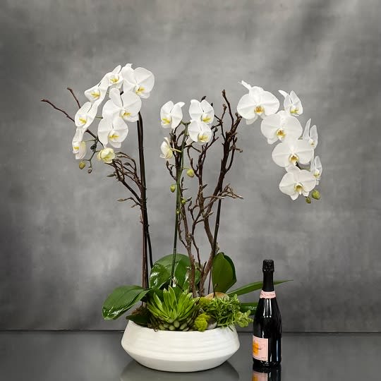 Elegant White Orchids Bowl - Pasadena Florist - 3 spikes of white cascading orchids standing tall on a  white ceramic bowl. Beautiful and elegant.  Measurement   32&quot; Tall in a 11&quot; X 4&quot; Ceramic Bowl