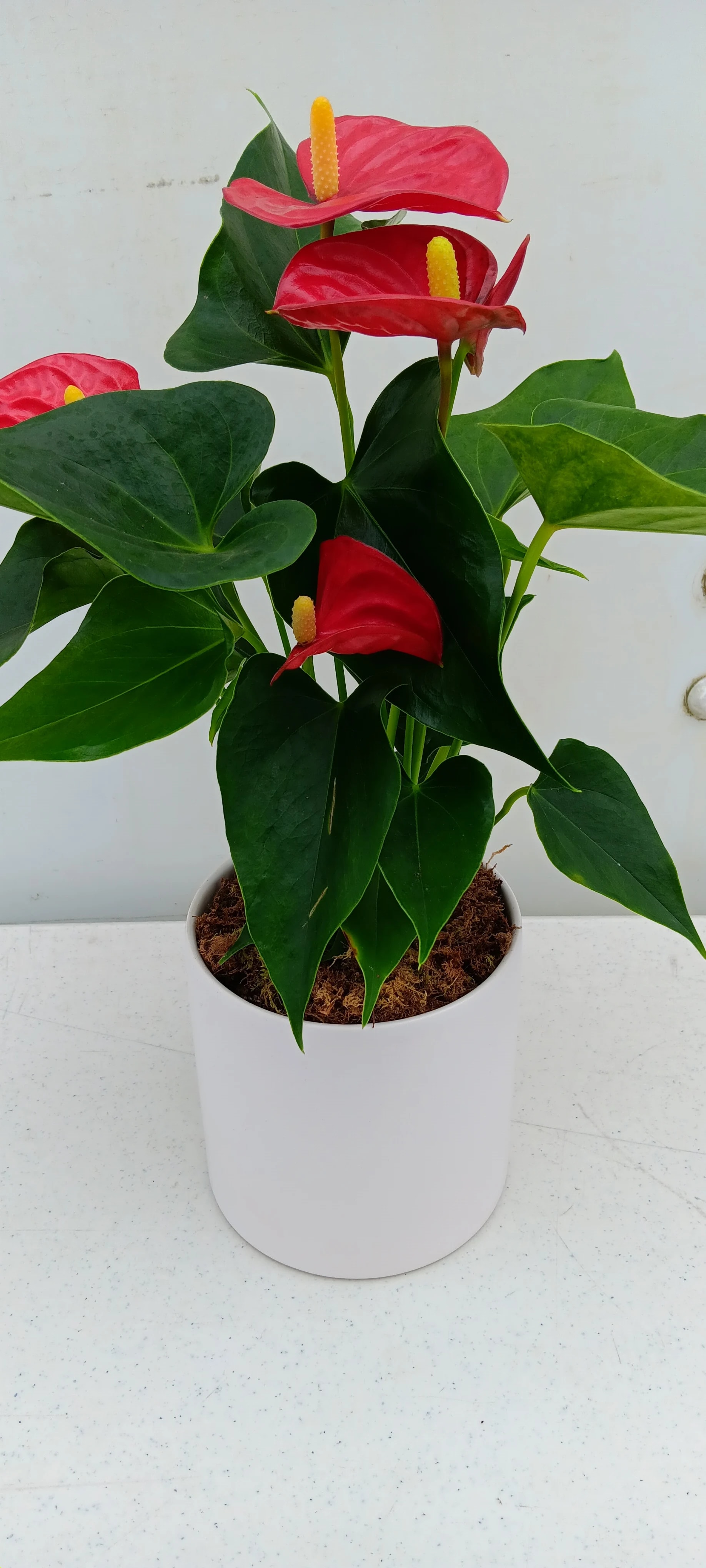 Bright Anthurium Plant in Port Saint Lucie, FL Misty Rose Flower Shop