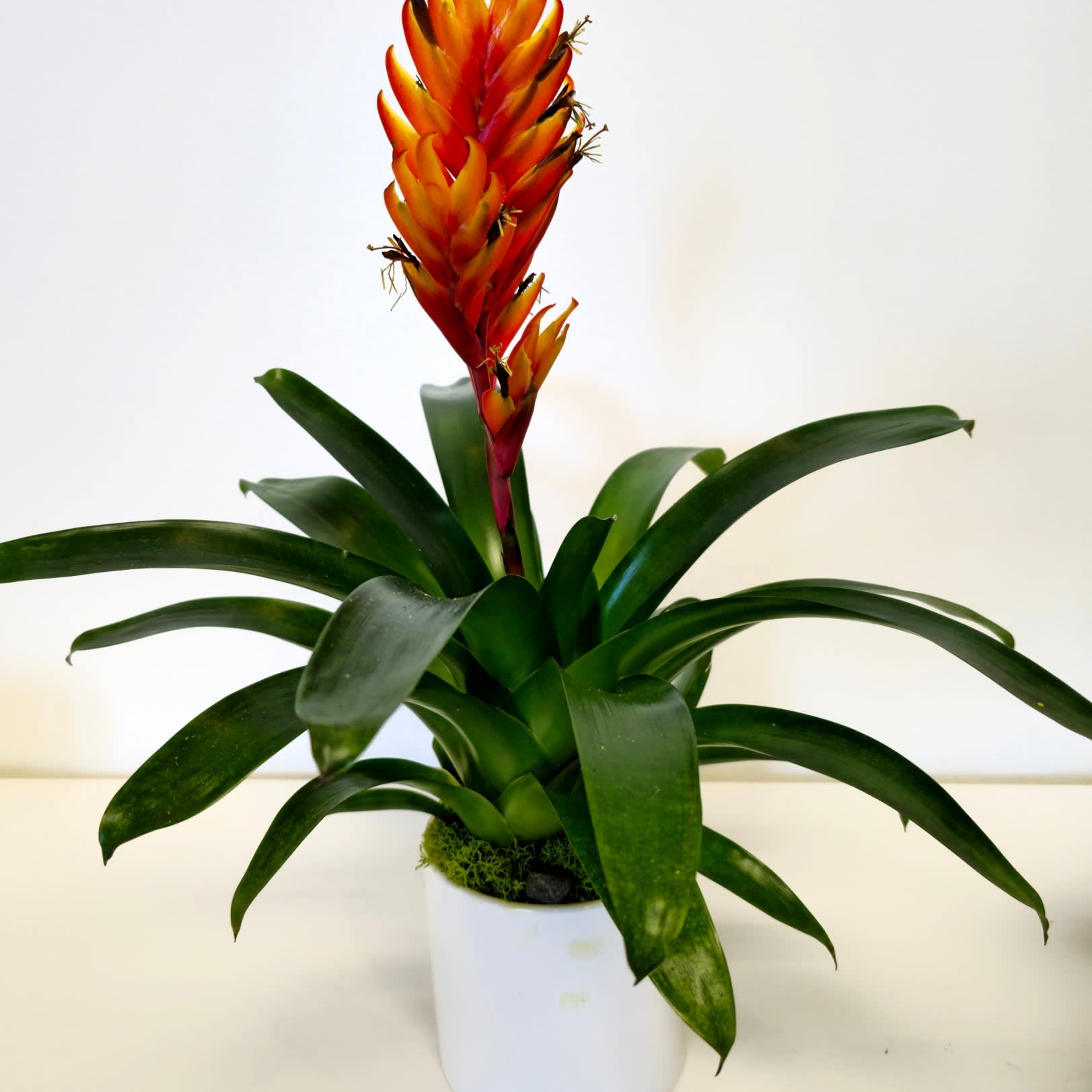 Vriesea Intenso Orange - The Vriesea Intenso Orange dazzles with its vibrant hues, showcasing fiery orange petals that shimmer under sunlight. Its striking form and compact size make it a captivating addition to any tropical garden, exuding a bold and energetic charm that uplifts any space. Ideal for both indoor and outdoor settings, it thrives with minimal care, bringing a burst of tropical warmth wherever it blooms.