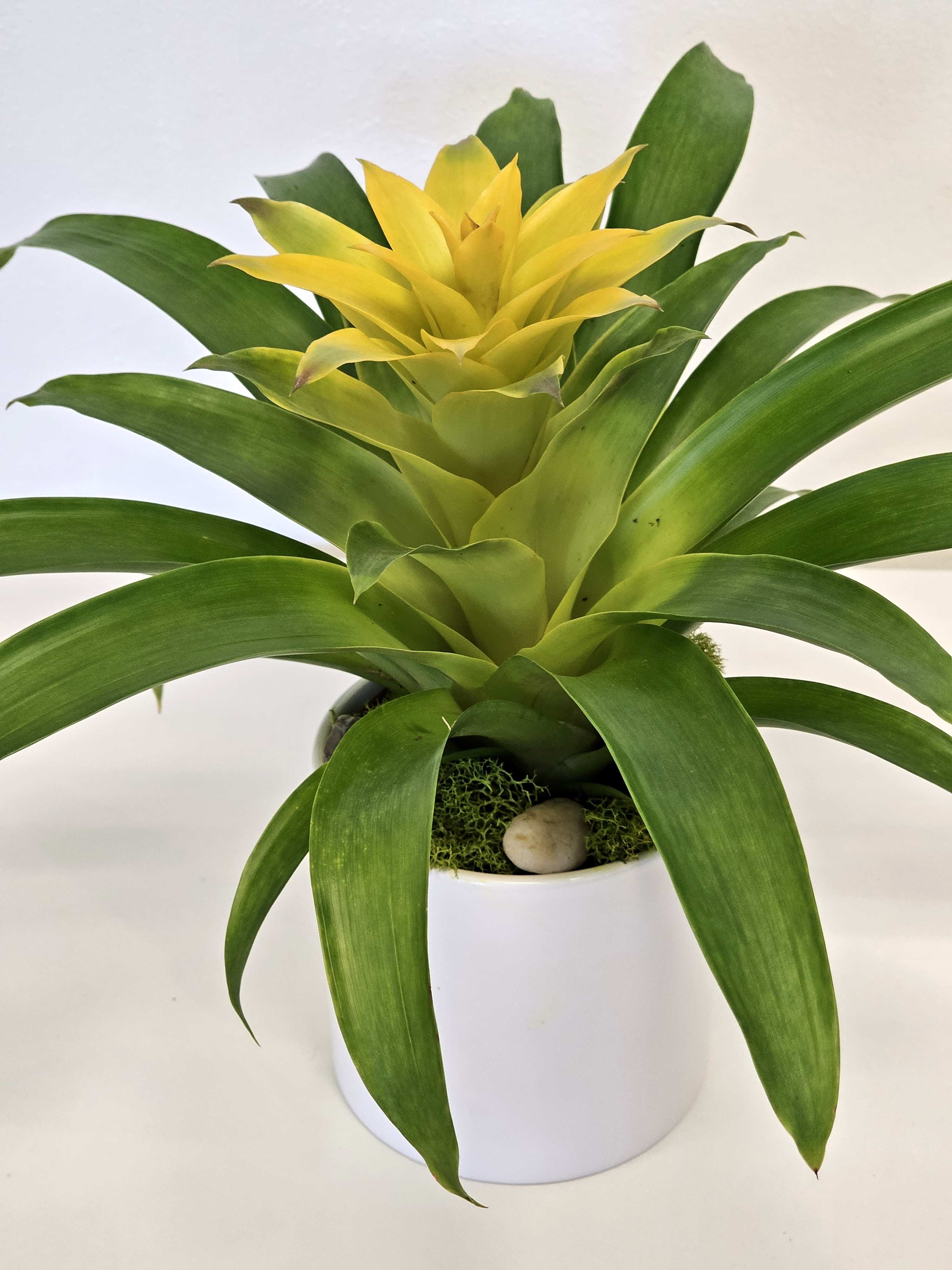 Yellow Bromeliad Plant - Yellow Bromeliad Plant ChatGPT The Yellow Bromeliad plant captivates with its bright, sunny disposition, boasting cheerful yellow leaves that radiate warmth and joy. Its unique rosette shape and sturdy structure make it a resilient and striking centerpiece in any garden or indoor space. With its low-maintenance nature and tropical allure, this bromeliad adds a splash of sunshine to any environment, promising long-lasting beauty and a touch of exotic flair.