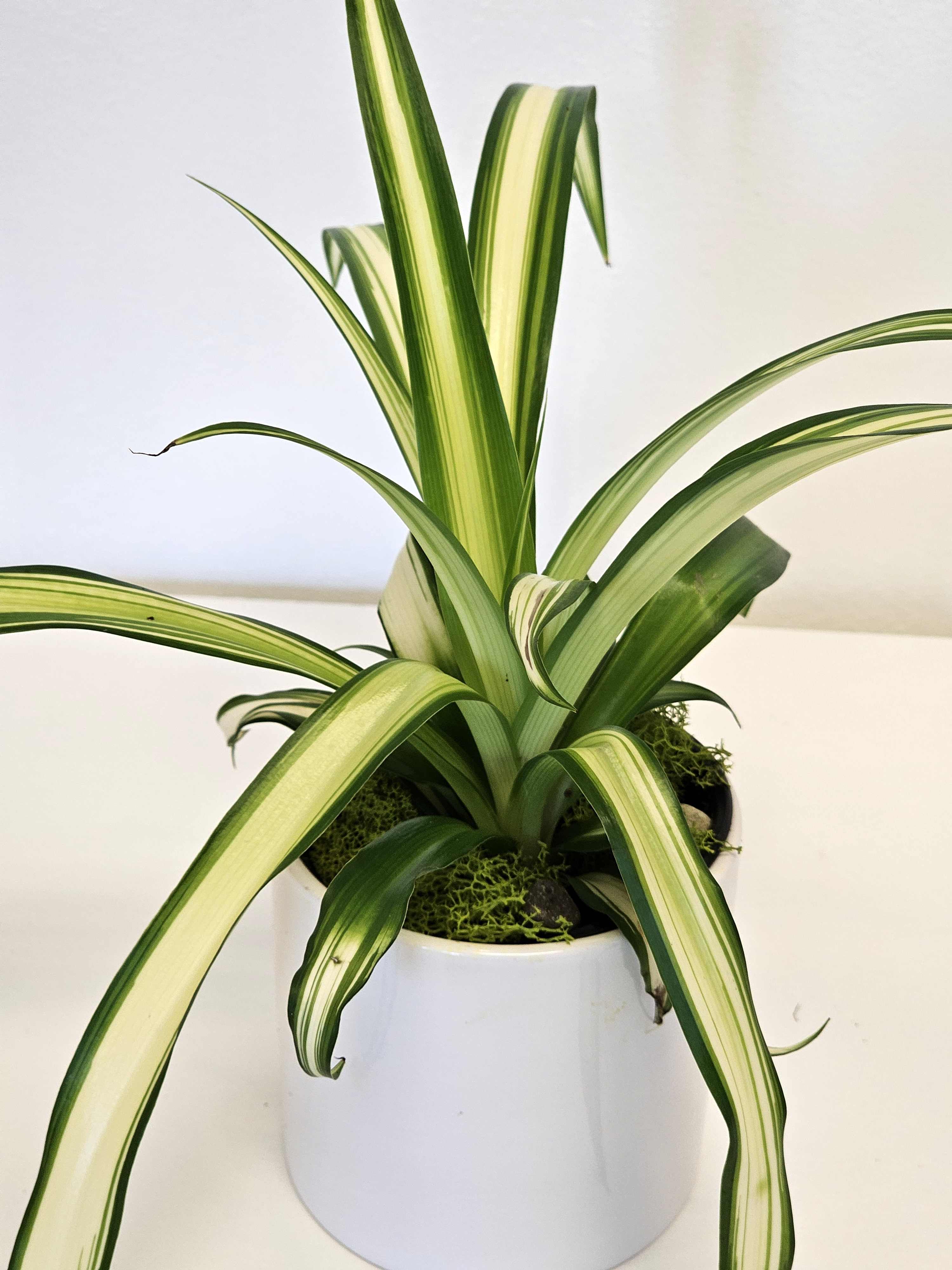 Spider plant  - The Spider Plant, known for its graceful arching leaves that resemble spider legs, brings a touch of elegance and vitality to any room. Its slender, variegated foliage cascades from a central point, creating a delicate yet robust presence. Easy to care for and adaptable to various light conditions, the Spider Plant is a favorite for both indoor and outdoor settings, where its air-purifying qualities and resilience make it a beloved choice for green enthusiasts everywhere.