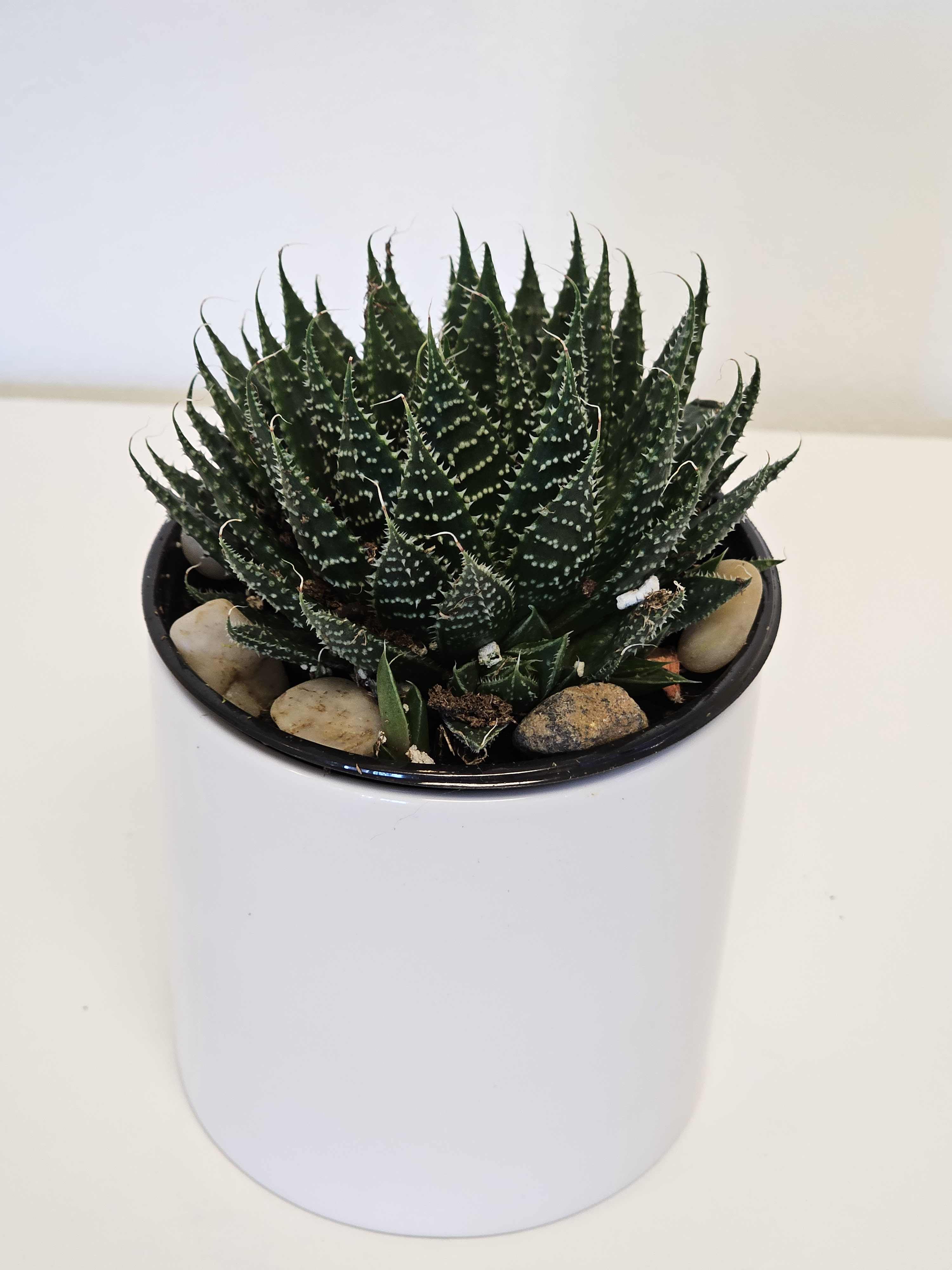 Lace aloe -  The Lace Aloe, with its intricate rosettes of slender, tapering leaves adorned with delicate white spots, exudes understated beauty. This succulent's elegant, lace-like patterns and deep green hues create a striking contrast, making it a captivating addition to any arid garden or indoor collection. Resilient and drought-tolerant, the Lace Aloe thrives in sunny spots with minimal watering, embodying a serene charm that enhances any space with its sculptural presence.