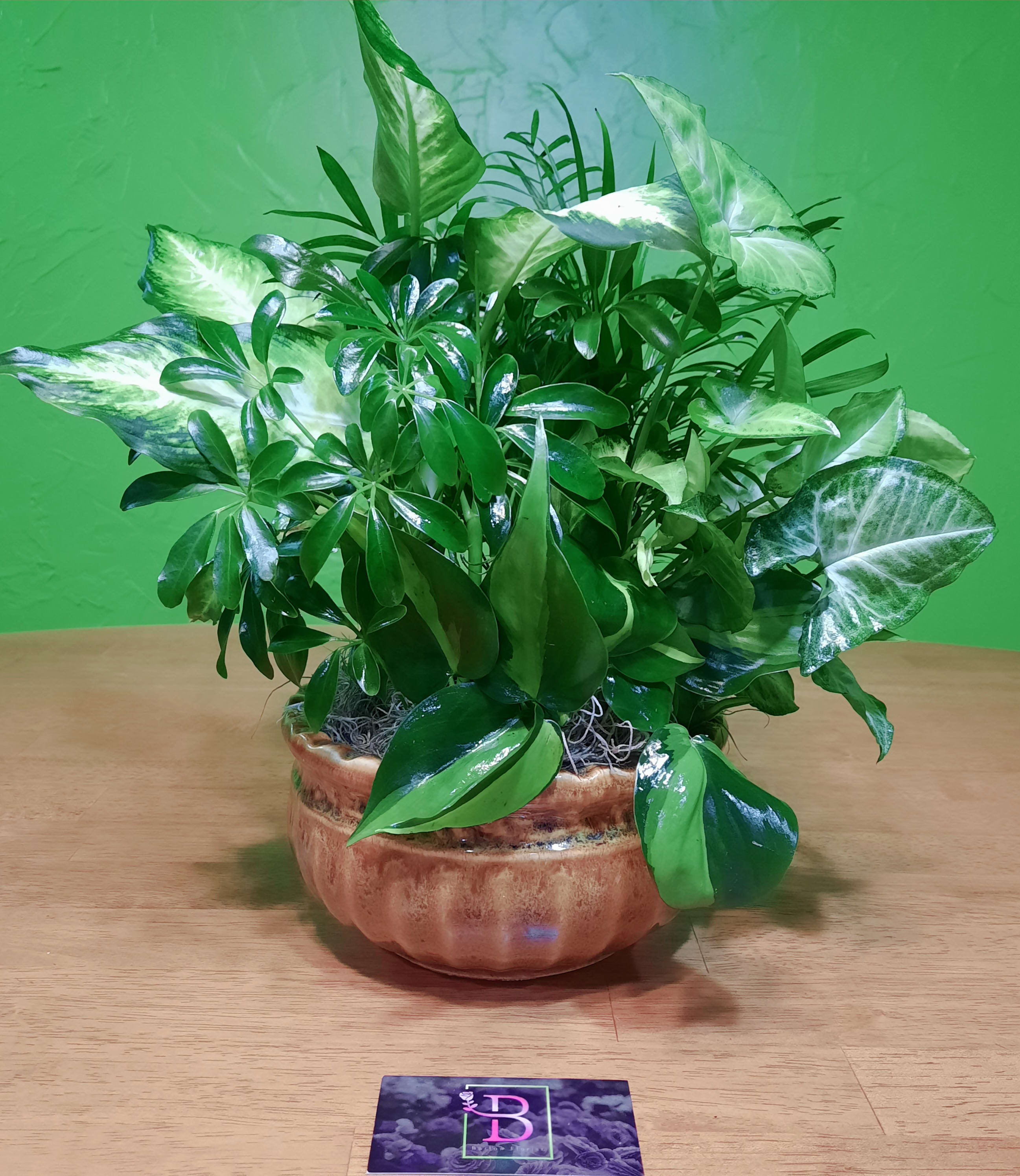 Small Ceramic Dish Gardens - This lovely assortment of lush green plants comes in a large stylish ceramic container, and will be a beautiful addition to any home. Approximately 8 inches wide and 14 inches tall. Please note, due to our rotating stock, the assortment of plants and the ceramic container's style and color may vary.