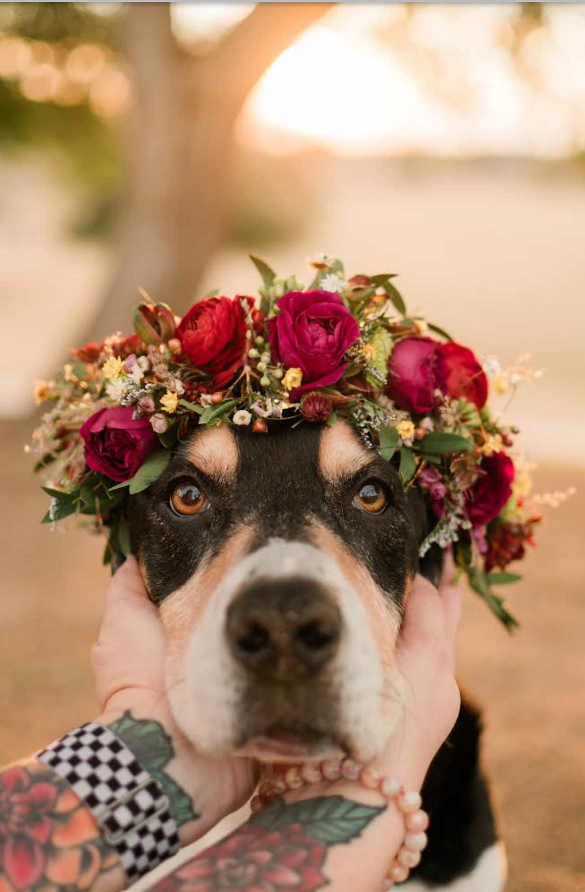 DOG CROWN - 15&quot; X 2.1/2&quot;