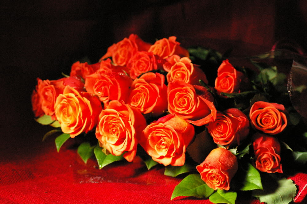 Rustica Roses Rustica Roses - Rustica Roses