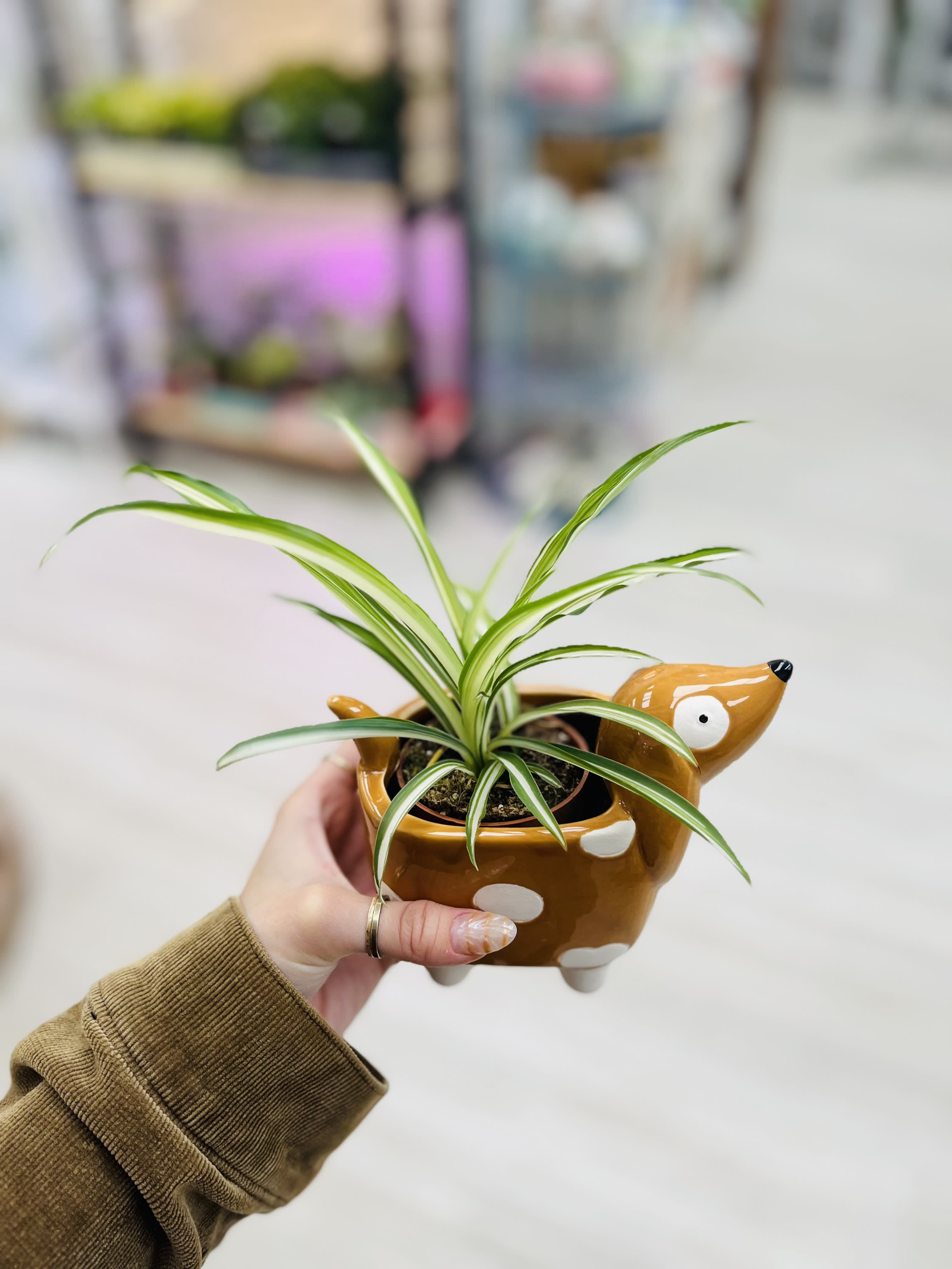 Tropical Plants in Dog Planter - Random tropical plants will be selected with this nice dog planter