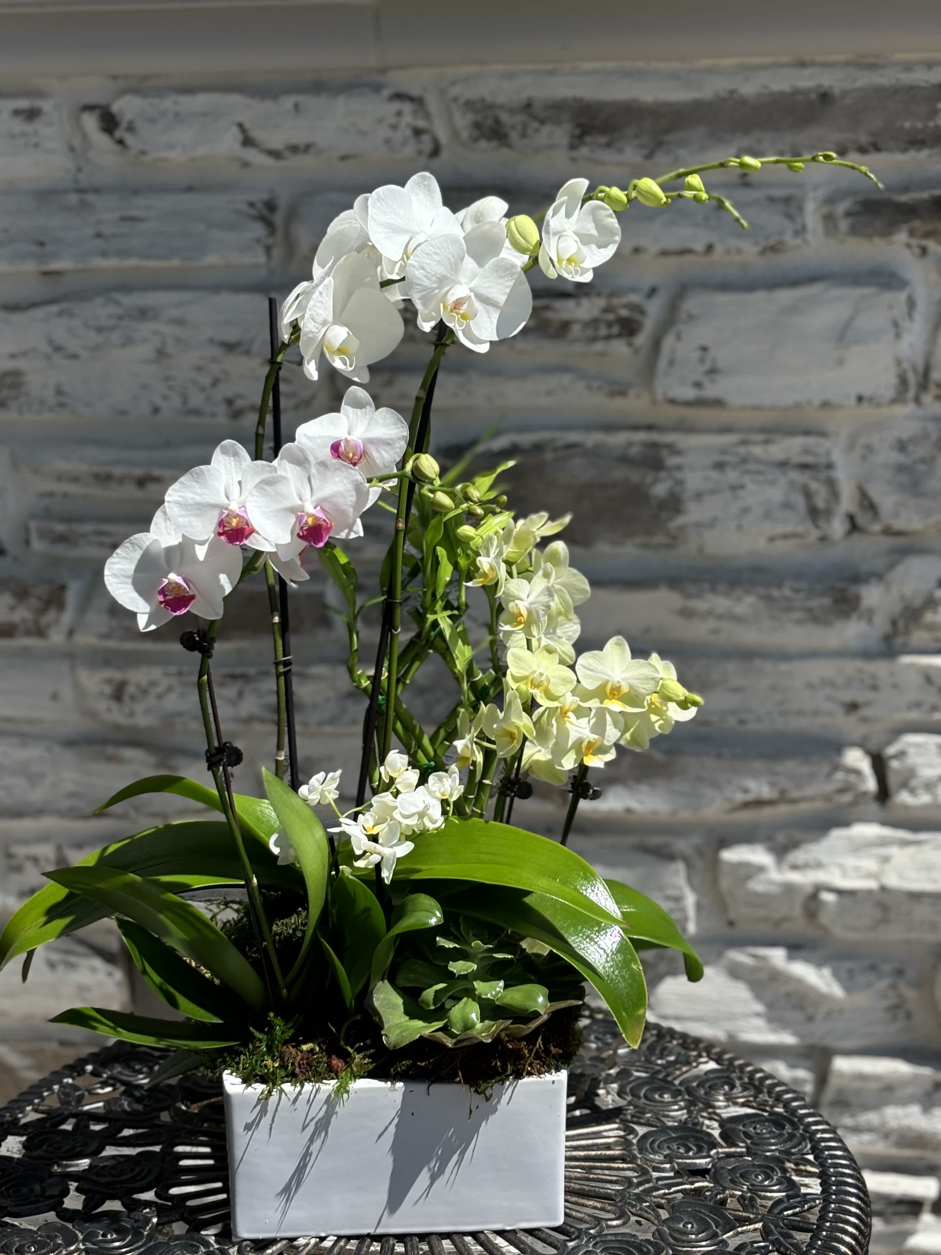 Mixed Orchid Garden - Mini, Small and Medium mix of Phalaenopsis Orchids and a 4&quot; pot Succulent arranged in a ceramic square vessel.  