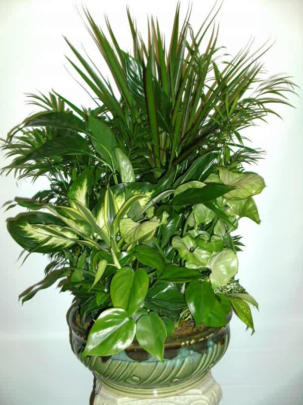 Mixed Planter Mixed Planter - Green plants in a 14" ceramic bowl, approx 18-20" tall.