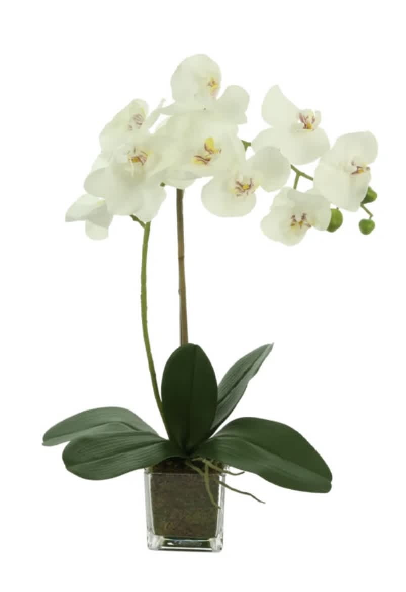 Saint-Tropez  -  Premium Beautiful Phalaenopsis plant in glass cube with moss and decorated in a beach motif.  Large Blossoms! 