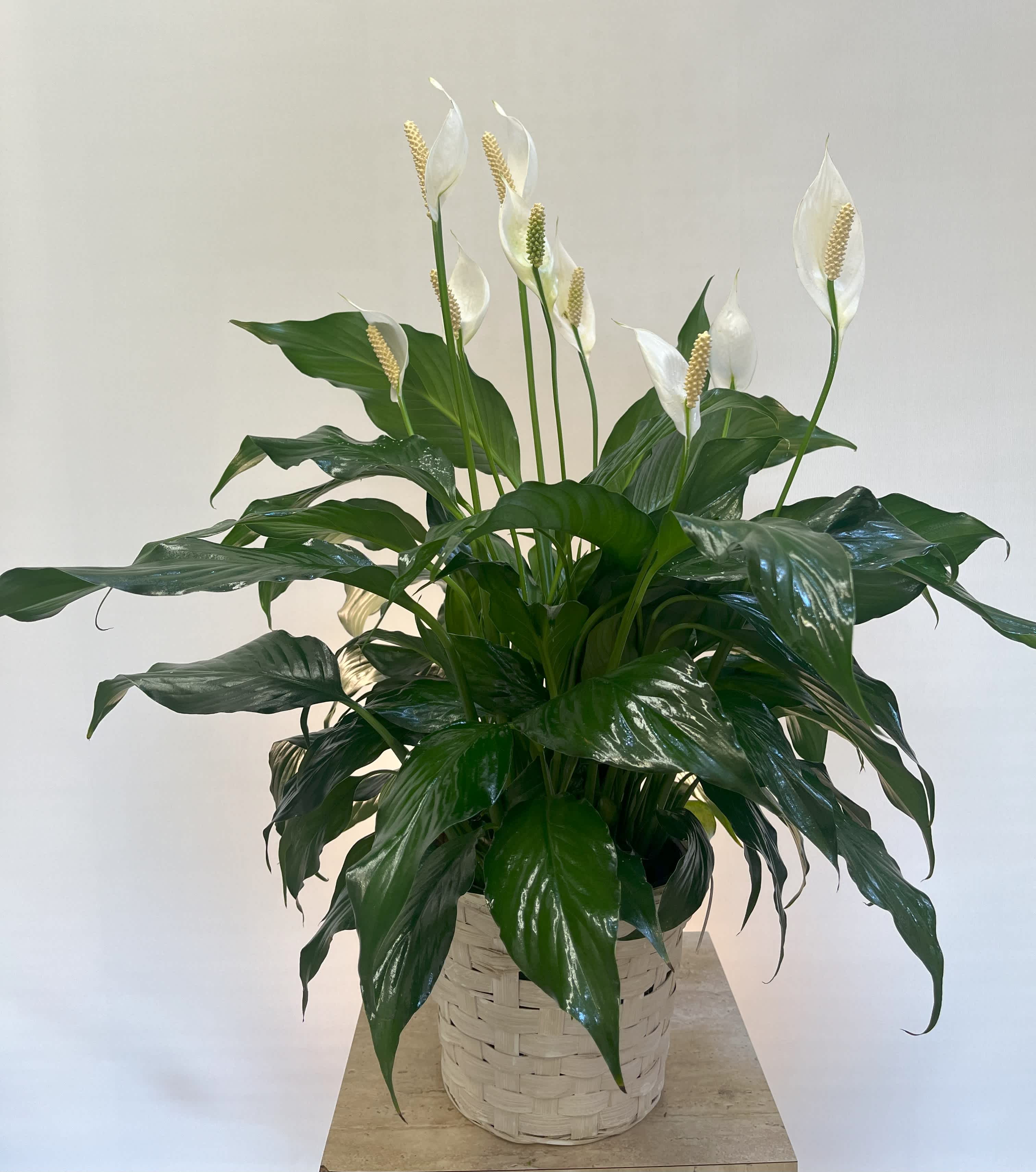 6&quot; Spathiphyllum Plant  - A 6&quot; Peace Lily Plant in a wicker basket. A bow is added for funeral services. 