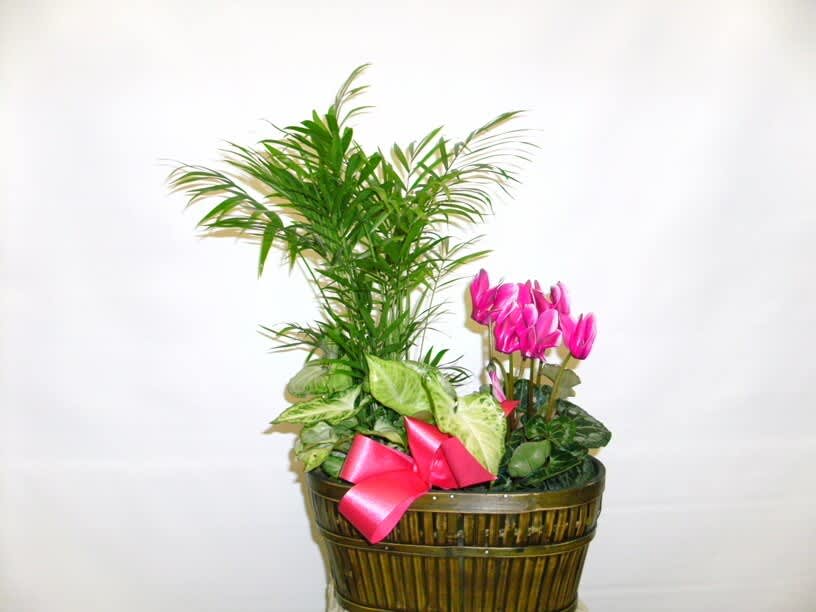 Small Blooming Basket Small Blooming Basket - Two 4" green plants with a blooming flower.