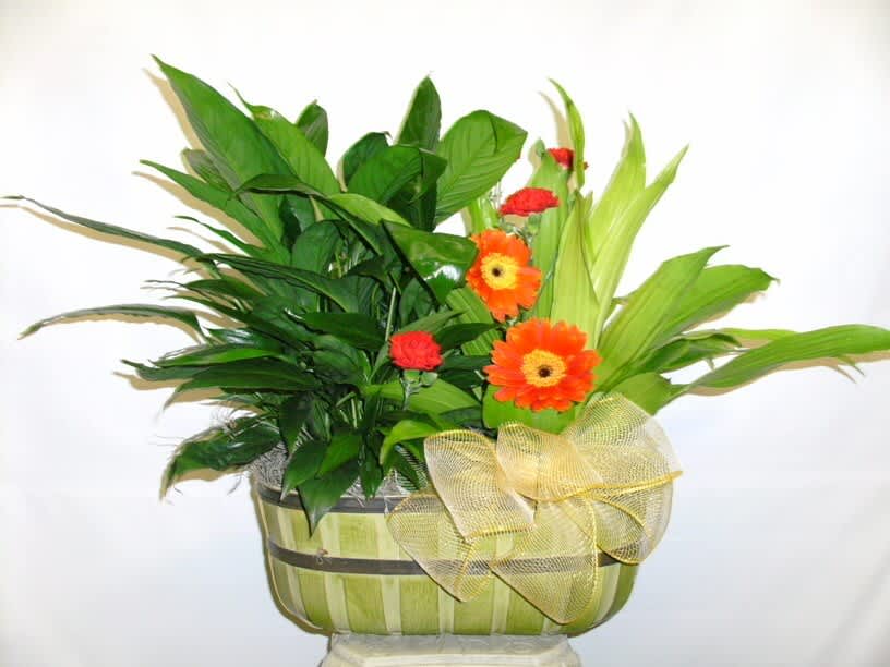 Medium Basket with Flowers Medium Basket with Flowers - A medium basket with 2 6" green plants, gerbera daisies & carnations.