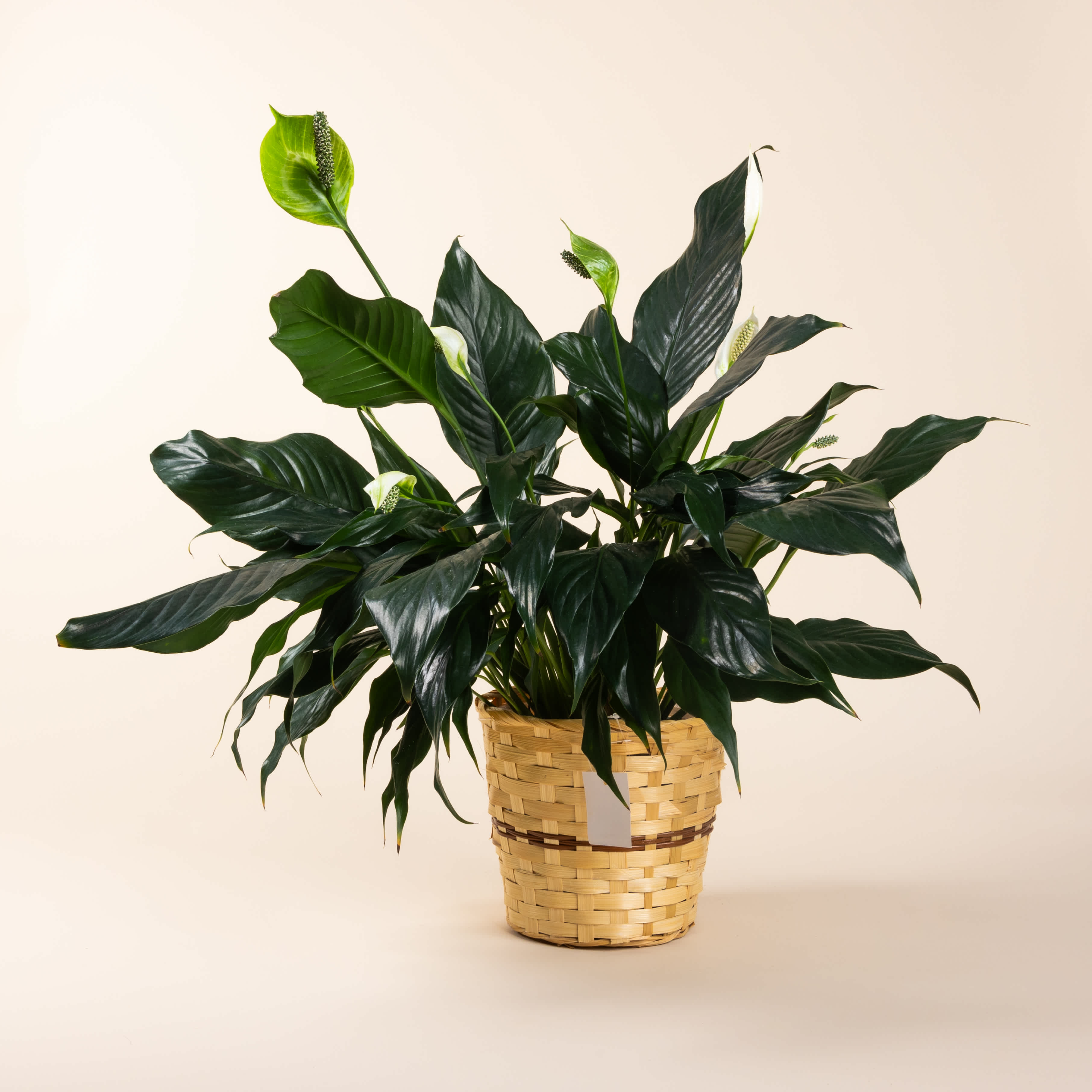 Peace Lily - Nice green plant with white blooms. Easy to grow, semi hardy plant. Both 6” and 8” pot sized plants readily available; 10” usually available. Includes bow.