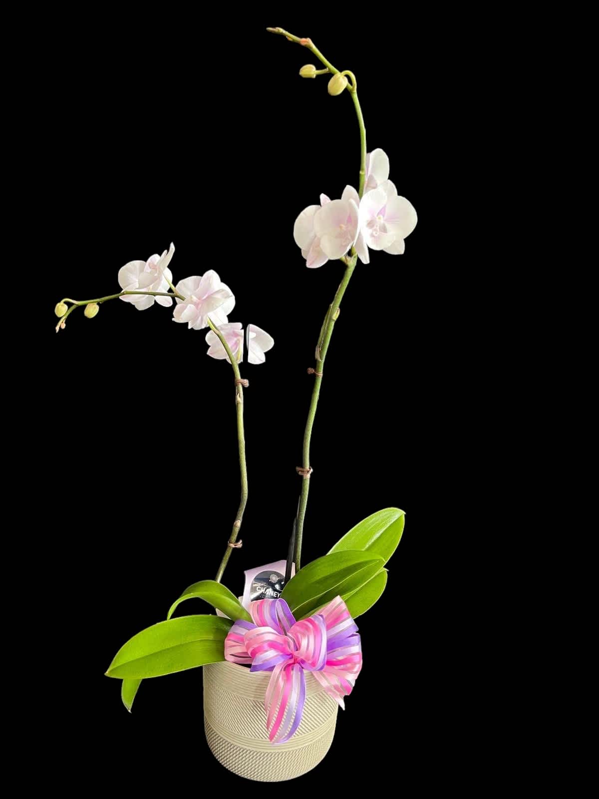 White Orchid with a Purple touch 8&quot; - This species is Florida grown. Orchids grown as houseplants typically need quite a lot of light—either through supplemental lighting or by placing them in a location that provides enough diffused natural light. Placing your orchids near an east or south-facing window provides them with the amount of bright light they need. A north-facing window doesn't provide enough light, and a west-facing location is too hot in the afternoon.
