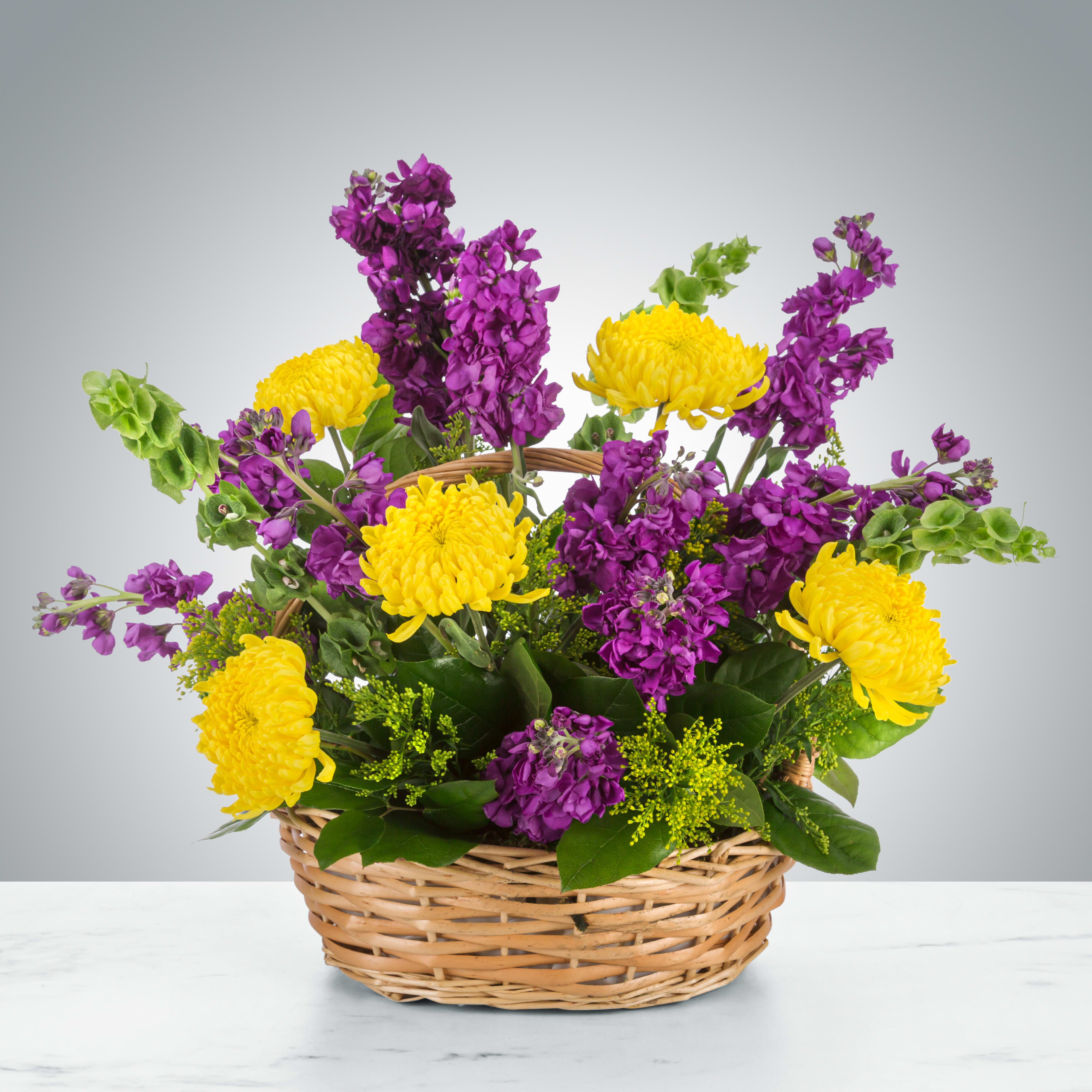 Snappy by BloomNation™ Snappy by BloomNation™ - Snappy by BloomNation™ is a bright and fragrant arrangement featuring yellow mums and purple stock. A great gift option to send for Grandparents Day or to surprise somebody who needs a little cheering up. it is made with: 5 yellow mums 10 purple stock 5 yellow solidagos greens basket. Approximate Dimensions: 17"D x 15"H