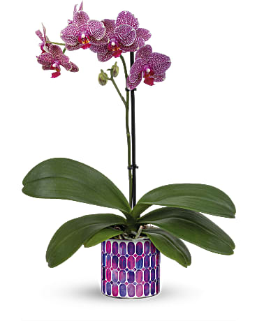 Orchid florist Bloms - Make any occasion sparkle with the breathtaking beauty of an elegant phalaenopsis orchid, presented in a magnificent mosaic pot of stained glass. This dazzling surprise features a living purple phalaenopsis orchid. Delivered in Bedazzling Beauty Cylinder. Orientation: All-Around