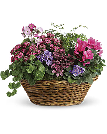 Simply Chic Mixed Plant Basket from  Orchid Flowers  - Mix it up! Pamper a stylish pal with this chic array of purple and pink flowering plants plus a delicate maidenhair fern. It's a living gift that keeps on giving! This large gift basket of blooming plants includes miniature African violets, pink kalanchoe, hot pink cyclamen and pink primrose. Other fresh, leafy plants include maidenhair fern, pink hypoestes and green ivy. Orientation: All-Around