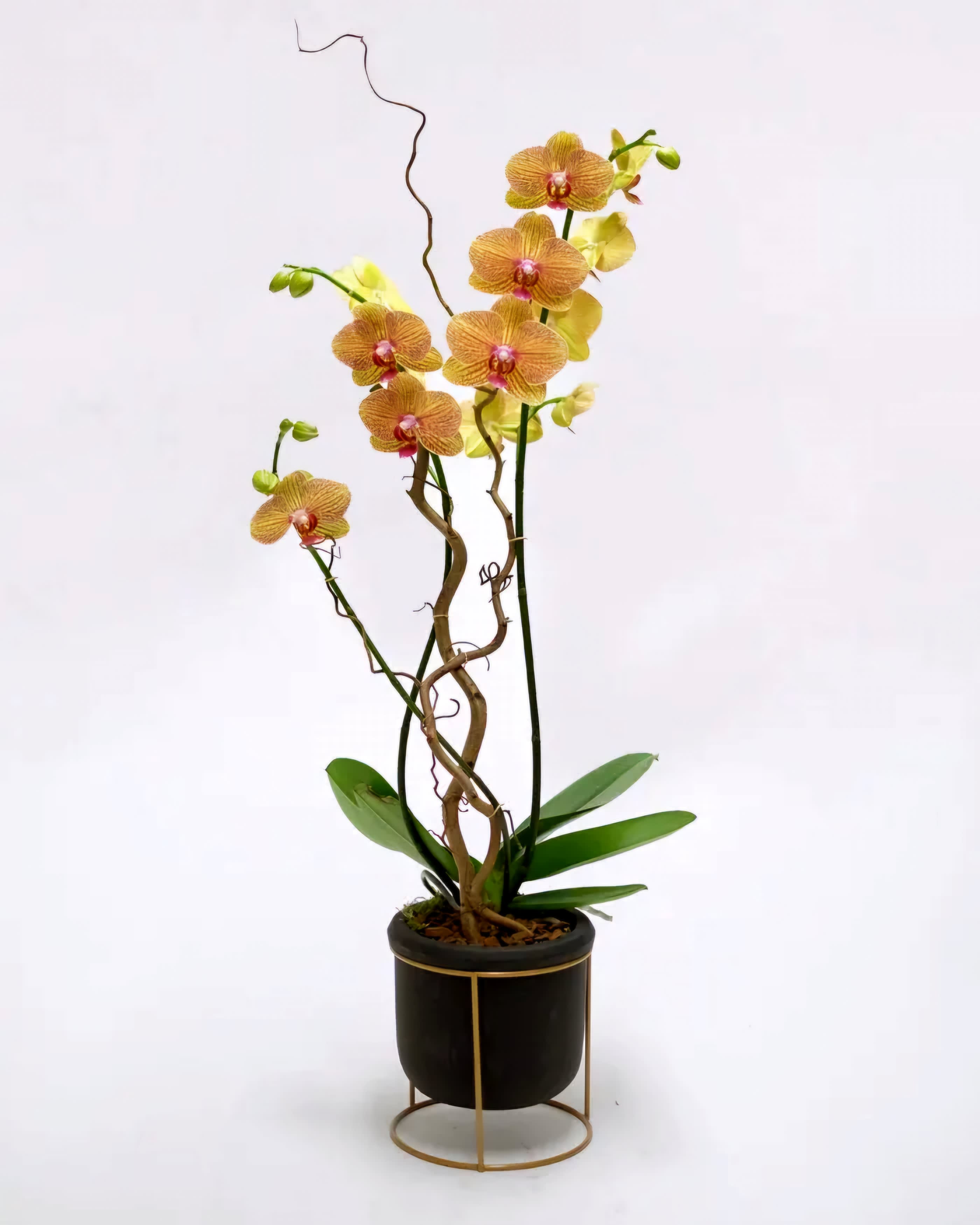 Sunset Wind Orchids  - The vibrant orange orchids blooms contrast beautifully with the sleek, earthy ceramic pot, creating a visually appealing centerpiece. Perfect for brightening up a room, these orchids bring a touch of nature's charm indoors