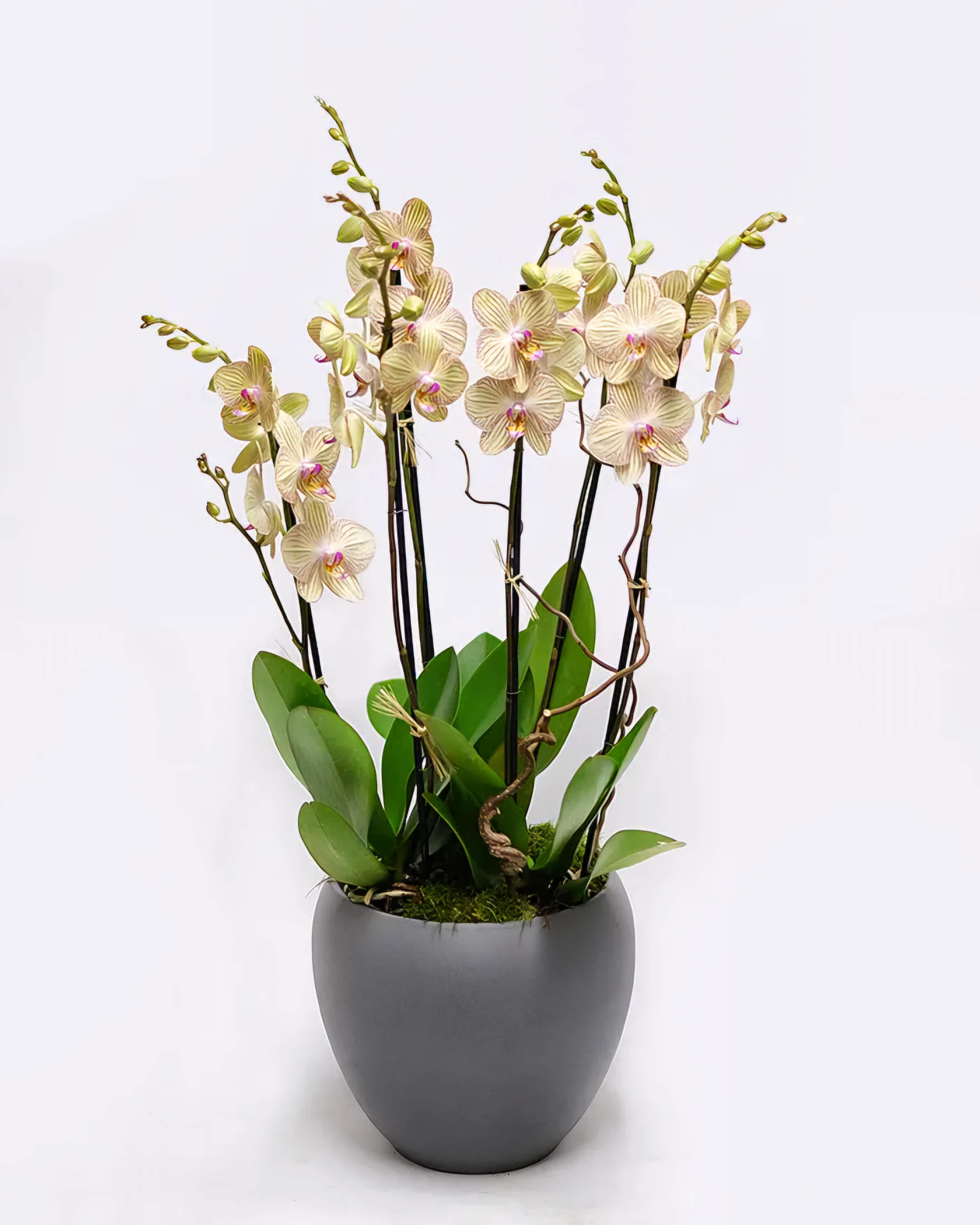 Orchid Elegance  - Yellow orchids in a ceramic pot bring a touch of elegance and sunshine to any space. Perfect as a centerpiece or a thoughtful gift