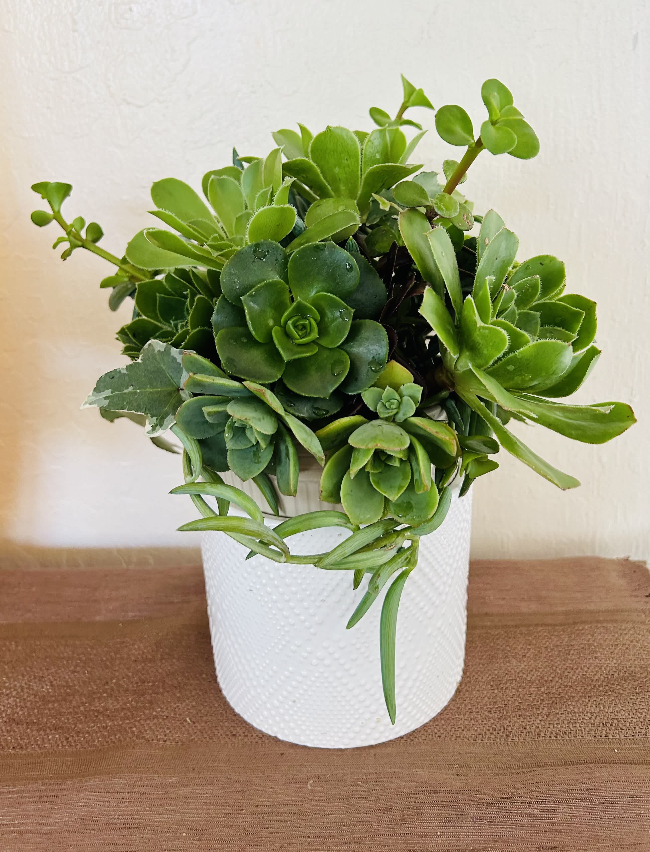 Succulent Sanctuary - Beautiful pot arrangement of various green succulent plants
