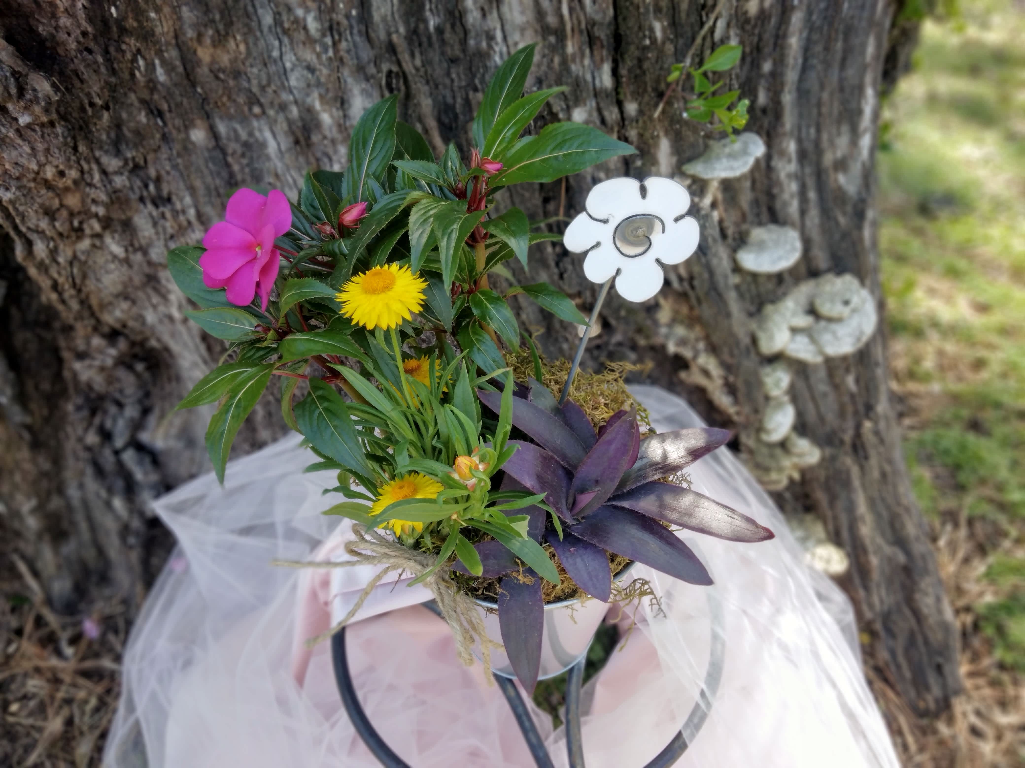 Blooming Plant Bucket - Our bright and vivid Blooming Plant Bucket will bring smiles!  Hot pink New Guinea impatiens, yellow strawflower and purple altman fill this silver galvanized bucket.  Also added is a decorative, metal flower for a sentimental remembrance of the special occasion when the flowers are long gone! This is a perfect gift to welcome Spring!  APPROXIMATE DIMENSIONS - 18&quot; in  x  12&quot; in  
