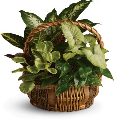 Emerald Garden Basket - The gift of greenery! Sure to freshen up any room of the home or office, this delightful assortment of potted houseplants is presented in a gift basket with a handle. A strong choice for men.  Mixed green plants, including a croton plant, dieffenbachia plant and pink nepthytis plant, are presented in a natural gift basket with handle. 