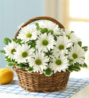 White Daisy Basket White Daisy Basket - White daisies, traditional symbols of innocence and youth, bring to mind images of children happily skipping down the street with a posy of hand-picked flowers. Item # 90917