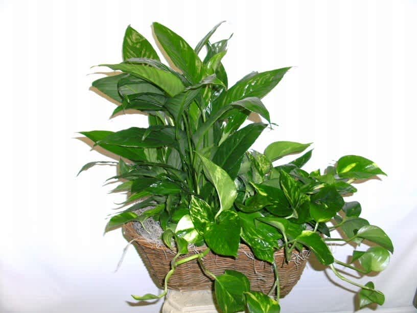 Double Basket Peace Lily Double Basket Peace Lily - Double basket with Peace Lily & philodendron.