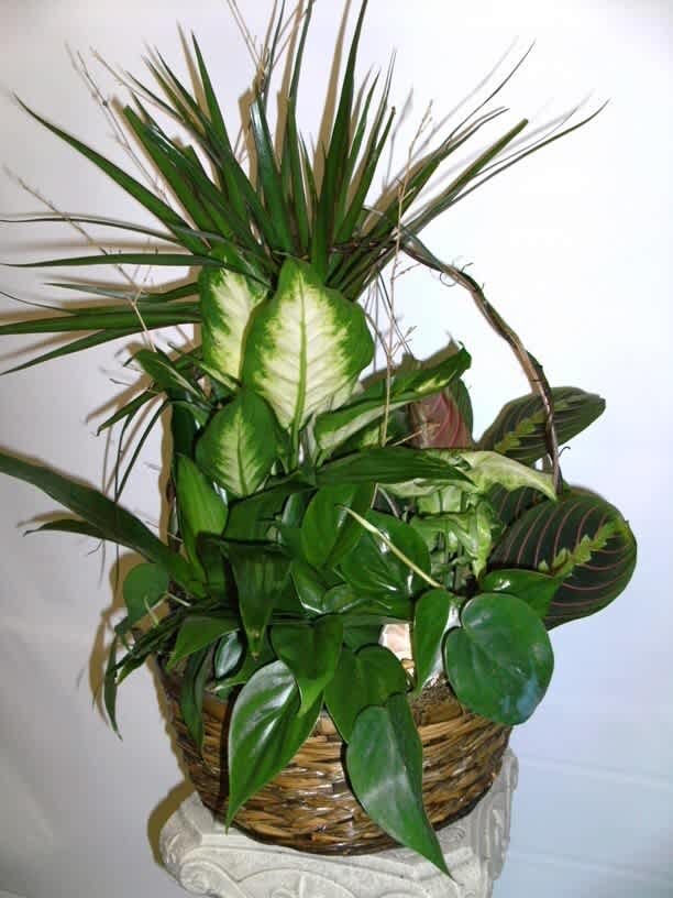 Basket of Greens Basket of Greens - 12" basket with green plants.