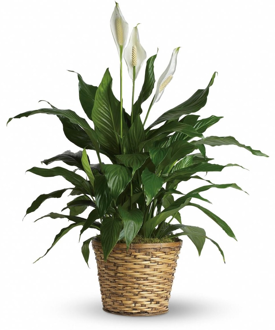 Peace Lily Plant - Make a beautiful statement by sending this fresh peace lily to someone special. (6&quot; pot with basket and bow)