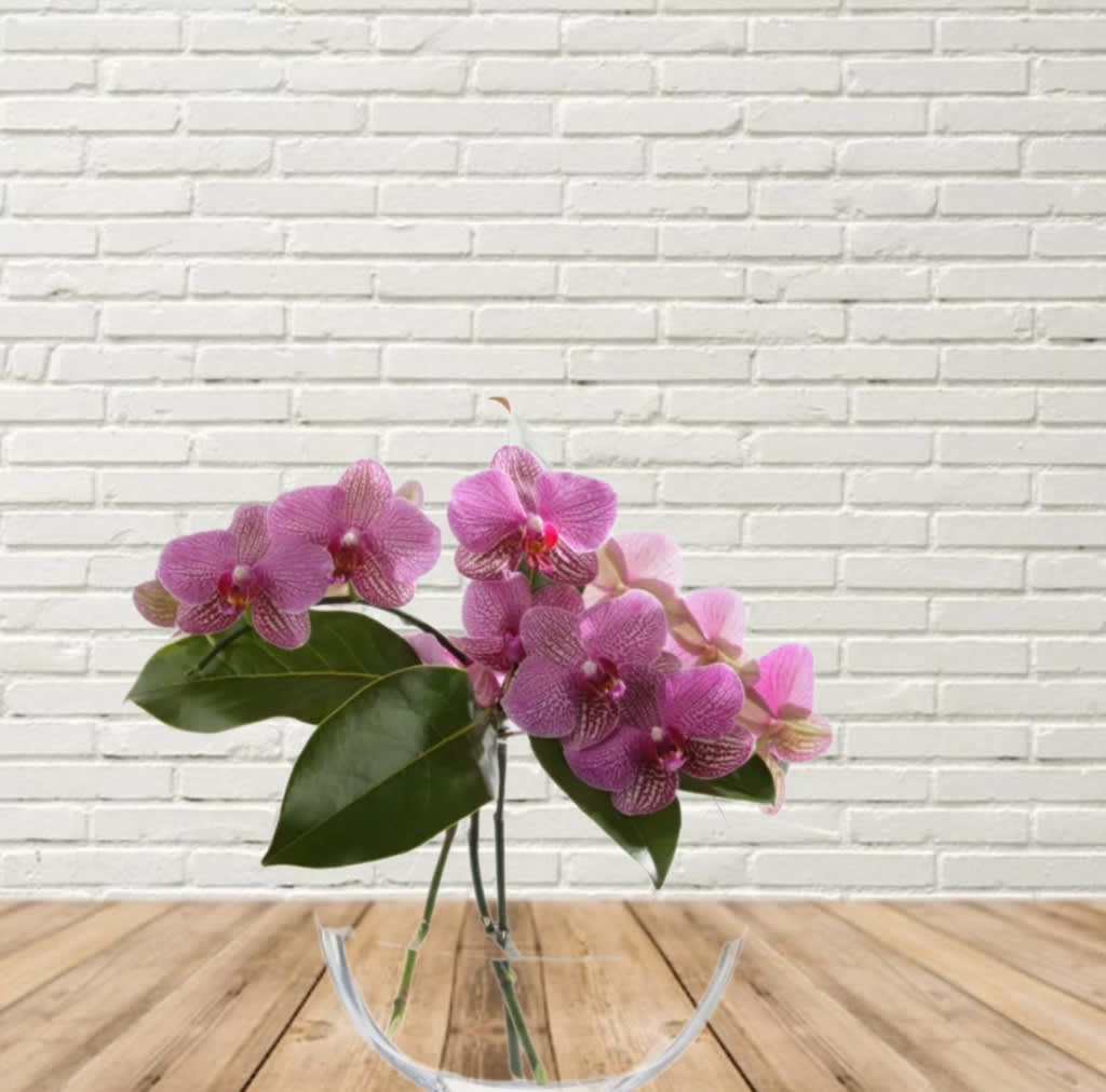 Delicate Drama - Phalaenopsis Orchids and Magnolia artfully arranged in a clear glass Moon Vase.  If this color is not available we will make appropriate substitutions.