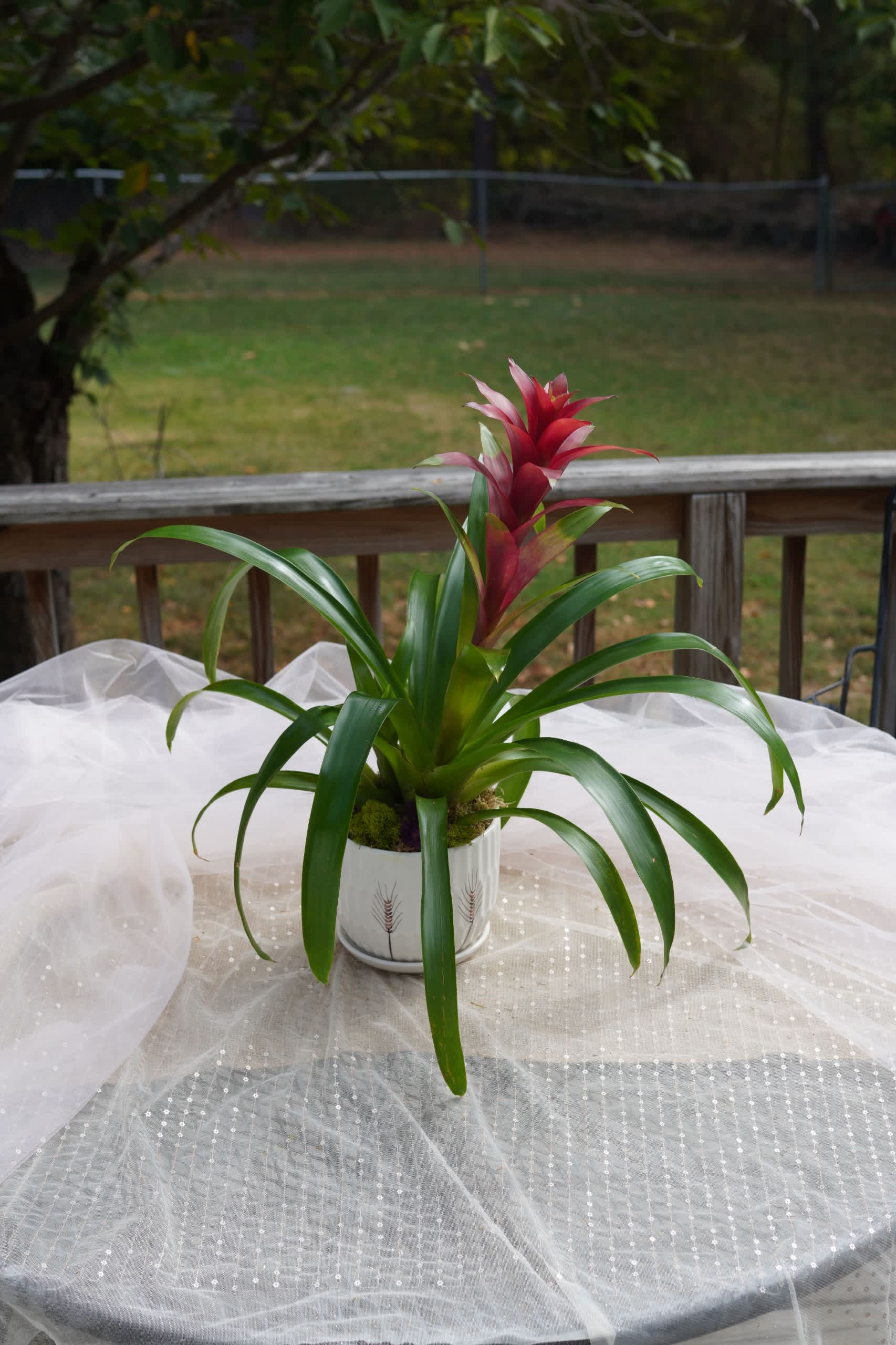 Bromeliad - 8&quot; inch - Check out this 8&quot; inch tropical Bromeliad.  This unique, easy to care for, blooming plant arrives in a decorative ceramic container surrounded by fresh moss.  The container has an attached drip tray for less mess watering.  This beautiful plant is suitable for a home or an office and makes a very nice presentation for any occasion.  APPROXIMATE SIZE - 20&quot; in  x  12&quot; in  