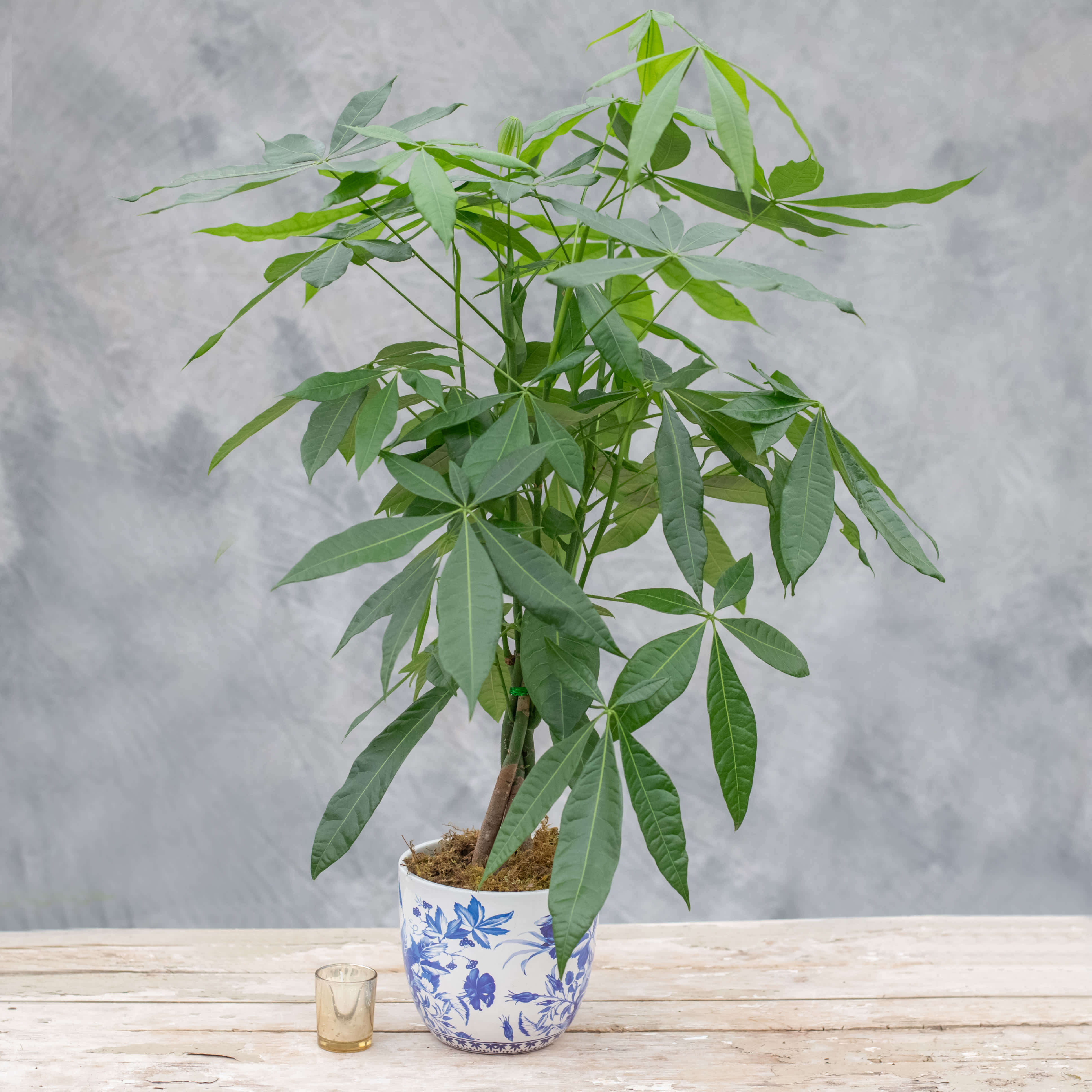 Pachira MoneyTree Braid in a pot Pachira MoneyTree Braid in a pot - The money tree, Pachira aquatica, is a sought-after house plant that has attractive umbrella-like leaves and an easygoing nature. It's often sold with a braided trunk. It is easy to grow. Just give it a warm spot in bright, indirect light. Water only when the top few inches of soil is dry, and provide some humidity if possible. Due to availability the pot may be different.