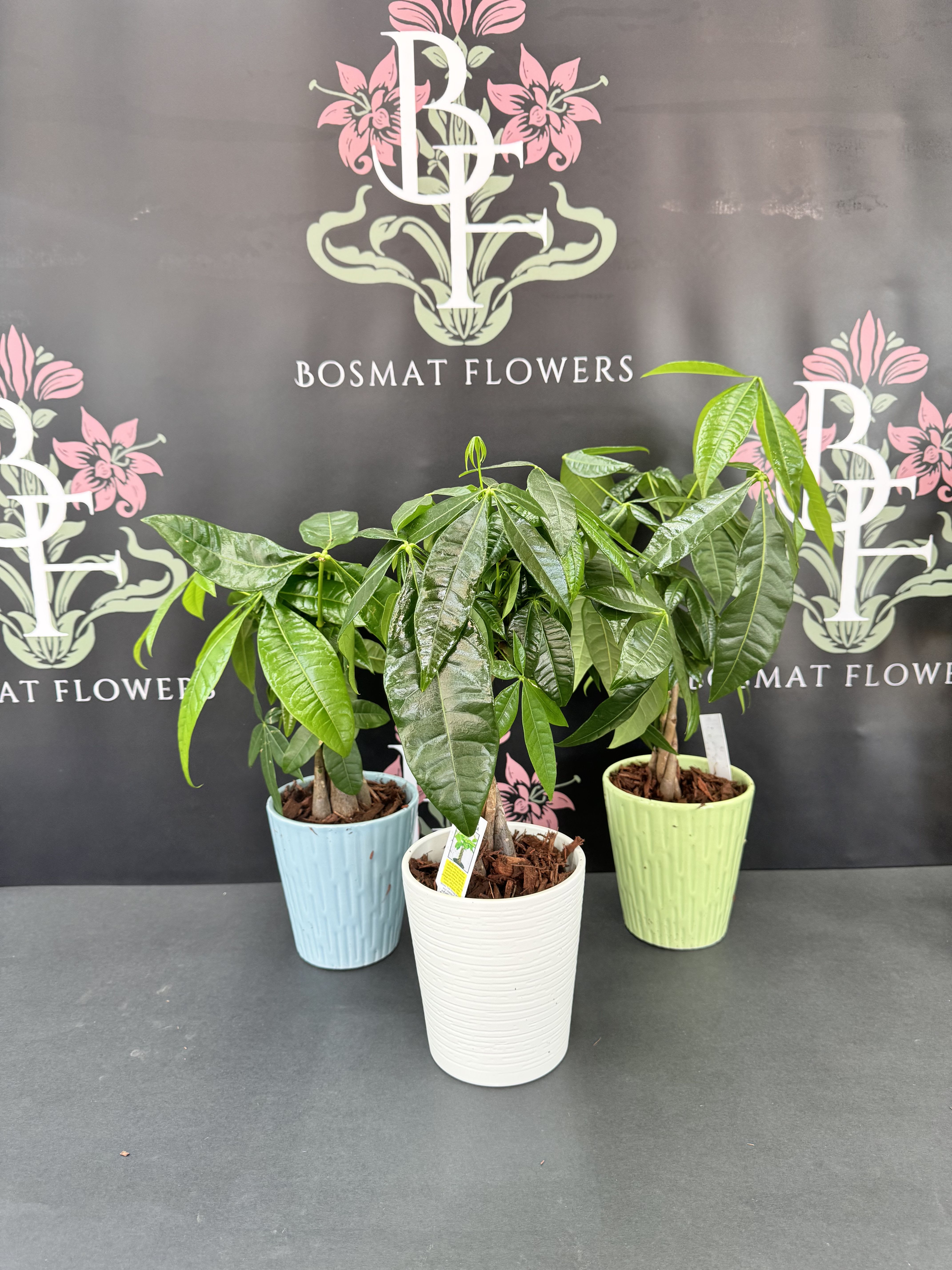 Money Tree Money Tree - Send good fortune with the Money Tree. A hardy plant that can live in low light will make even the most amateur gardeners feel good.