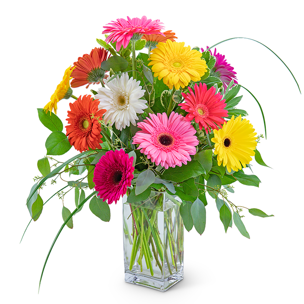 One Dozen Colorful Gerbera One Dozen Colorful Gerbera - Who doesn’t love a pop of color in their life? This arrangement of a dozen colorful gerberas surrounded by a variety of foliage will do just that. One Dozen Colorful Gerbera is the perfect way to celebrate a birthday, graduation, or any other occasion!
