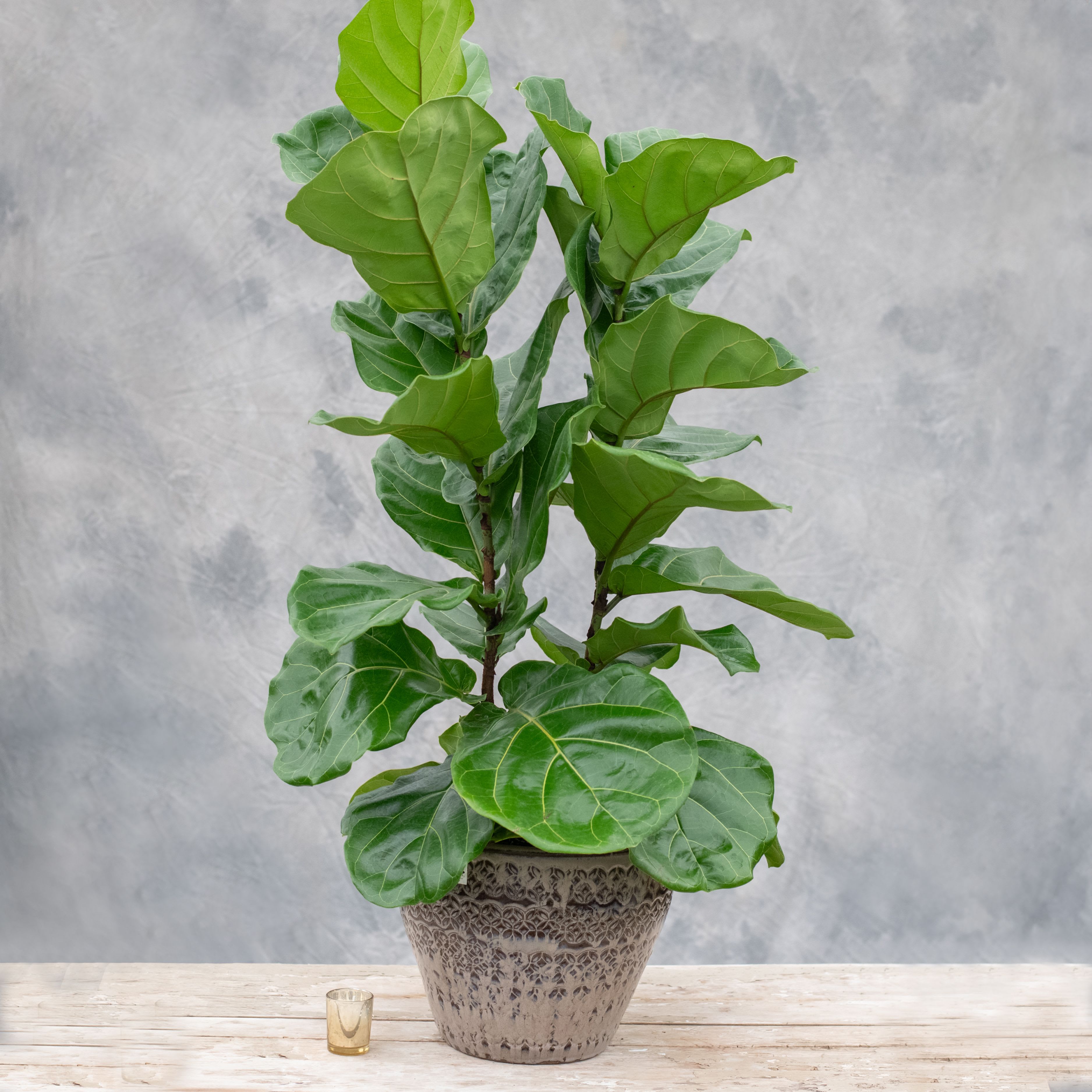 Ficus Lyrata in a pot Ficus Lyrata in a pot - The Ficus Lyrata or Fiddle-leaf Fig is a great floor plant for your home or office. It needs bright, filtered Light. Keep soil evenly moist at all times. (about 2-3x per week) Do not overwater or leave plant sitting in water. Feed bi-weekly with a weak green plant liquid solution during the growing season. Change dirt and transplant to a a larger pot annually. This plant naturally wants to become large, and therefore needs both spacial height and room for roots to extend. Pot may vary depending on availabilty.